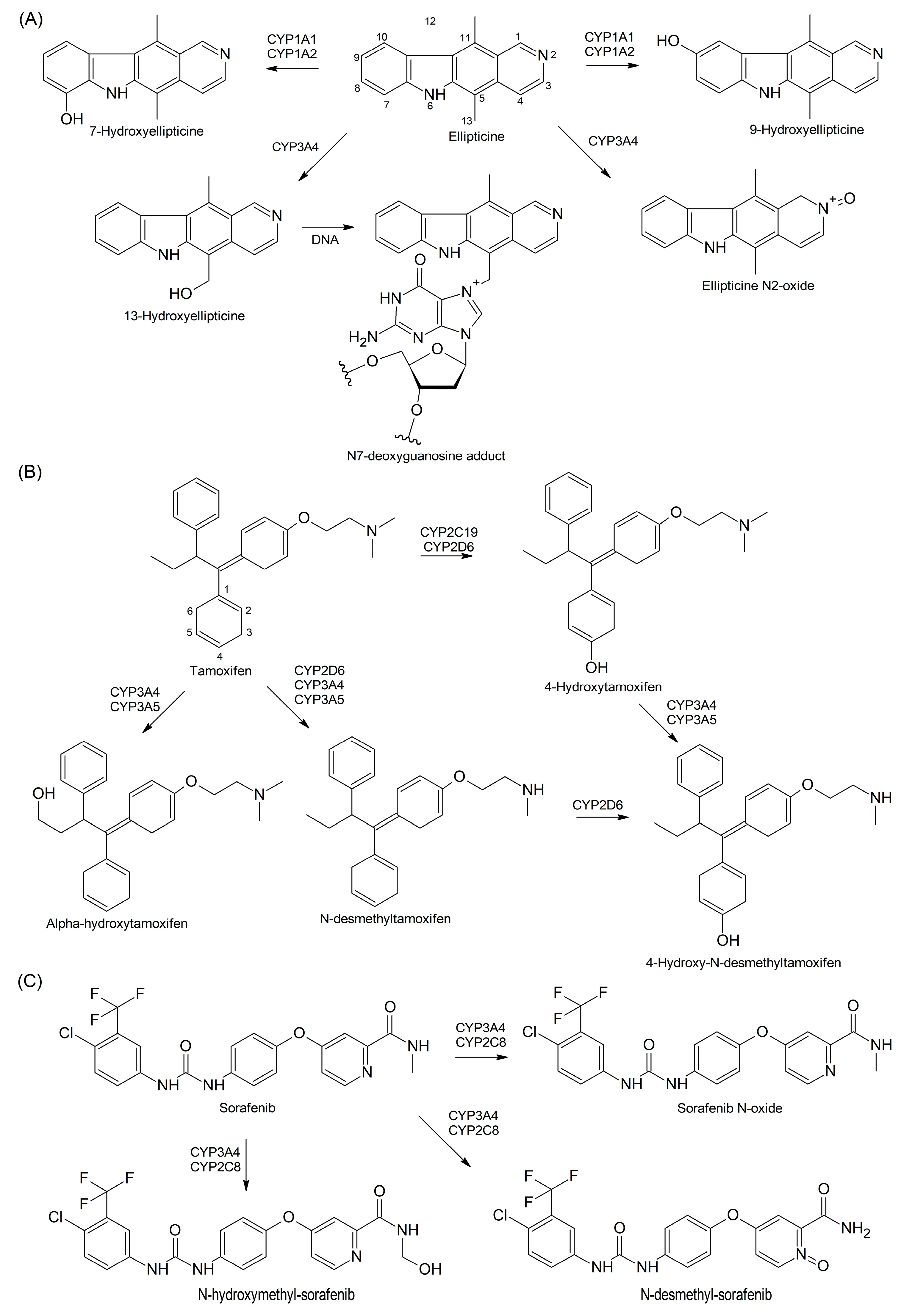 ミィ Human Cytochrome P450 Cancer-Related Metabolic Activities