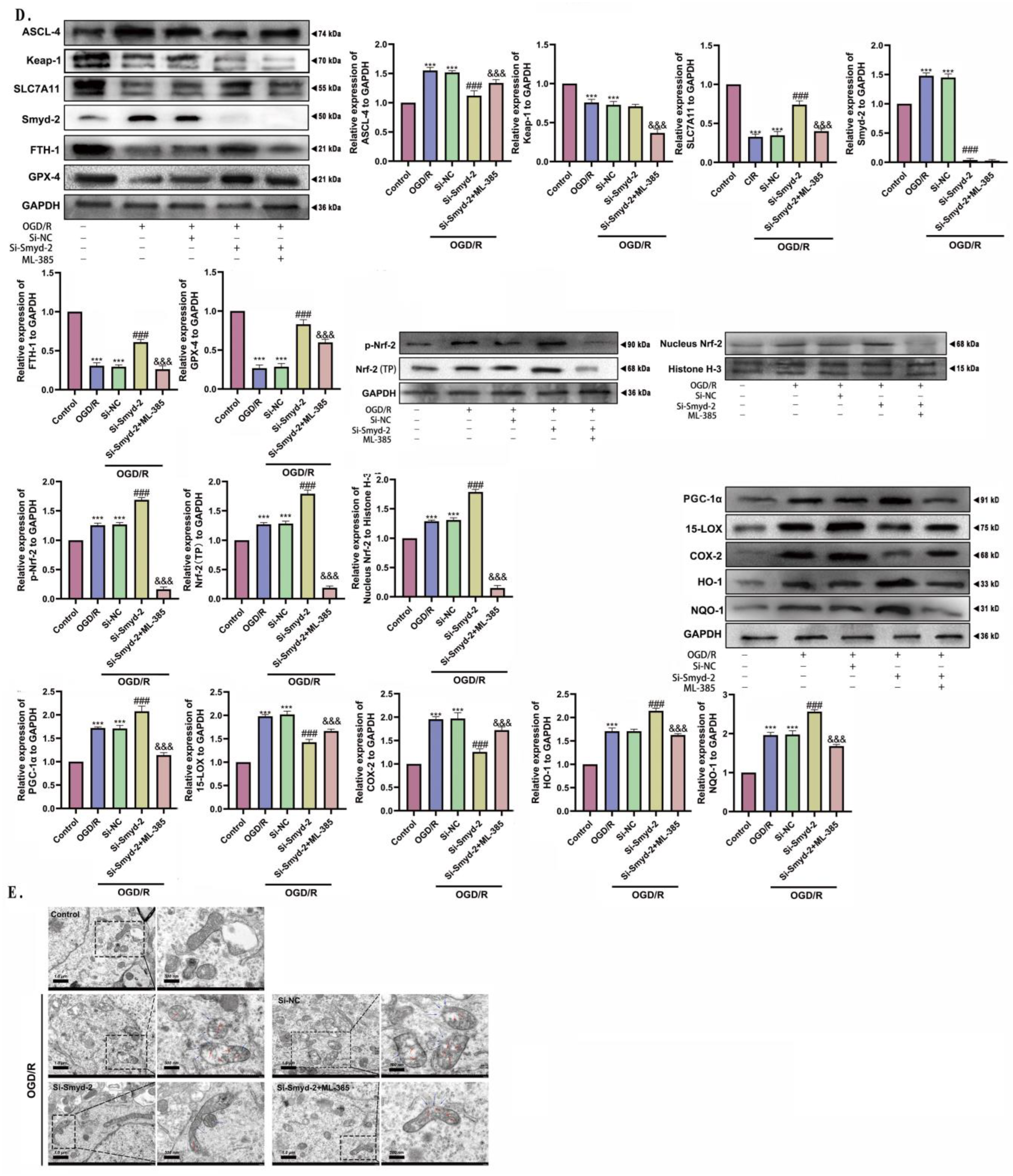 Cells 13 01969 g007b