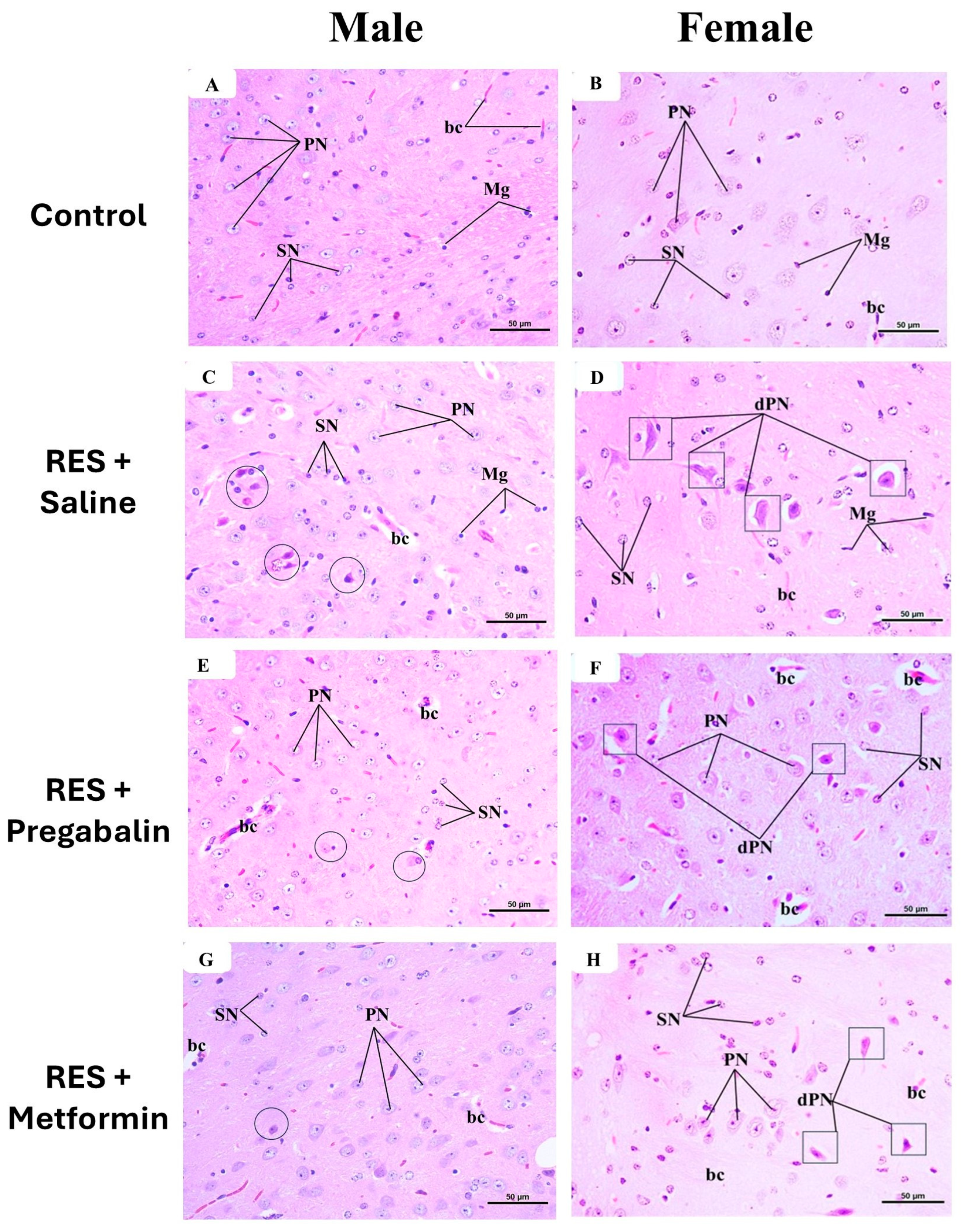 Cells 13 01986 g011 Cells 13 01986 g011