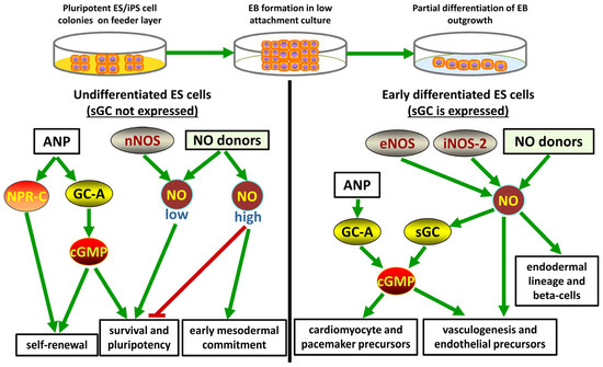 Regulation and Pharmacology of the Cyclic GMP and Nitric