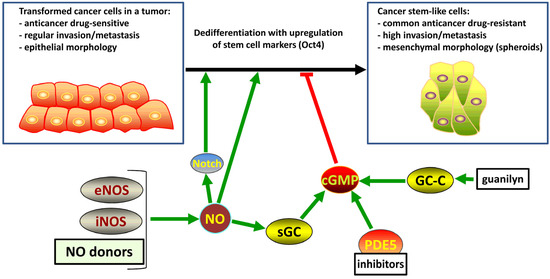 Regulation and Pharmacology of the Cyclic GMP and Nitric