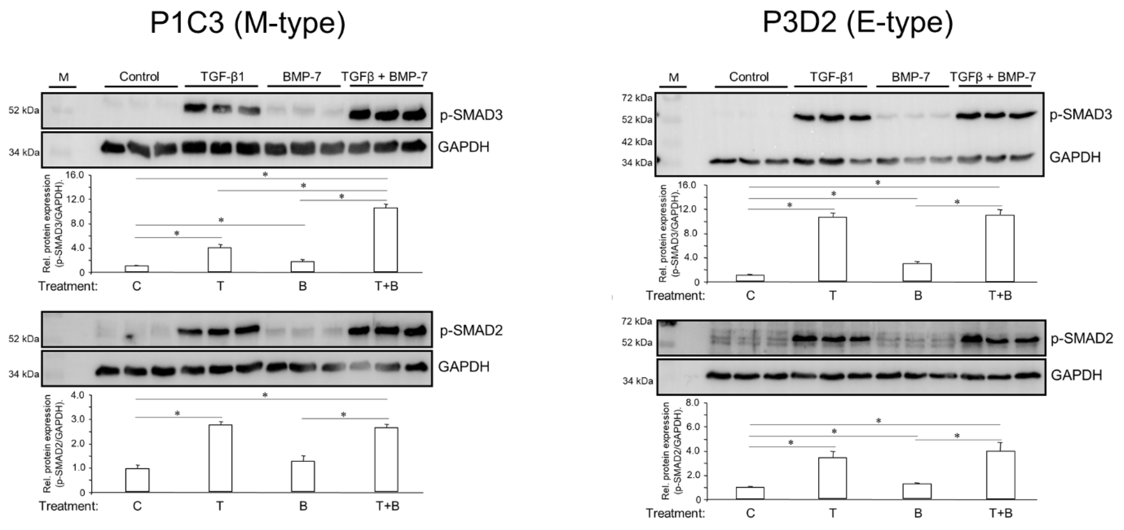 Cells 13 02010 g006 Cells 13 02010 g006