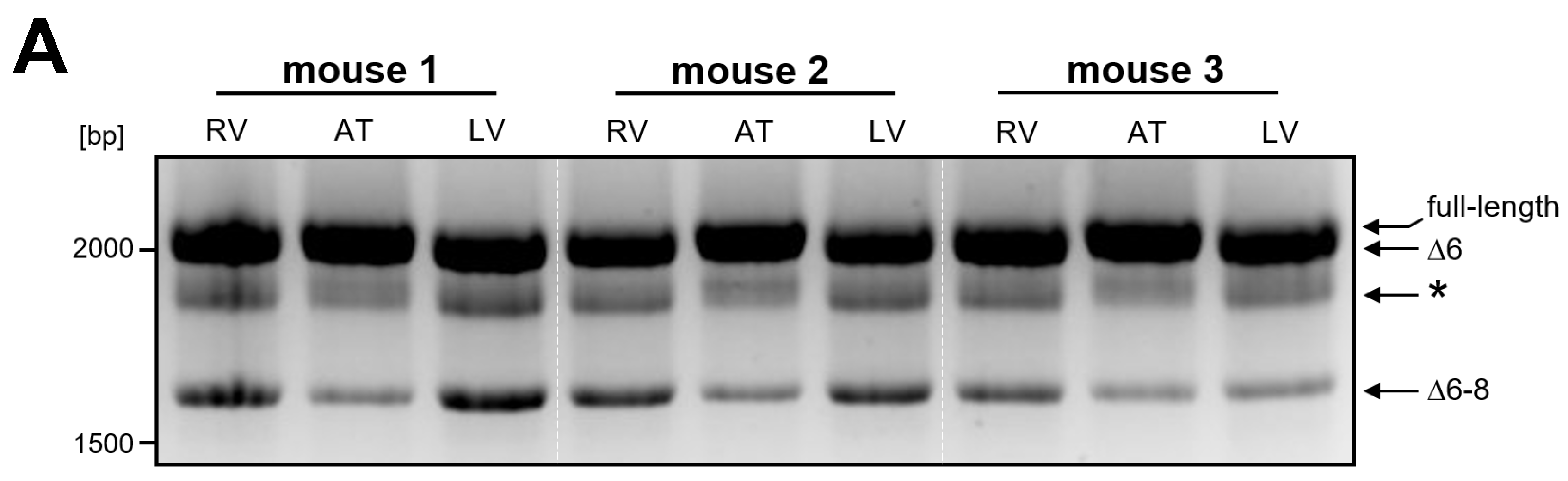 Cells 13 02018 g003a