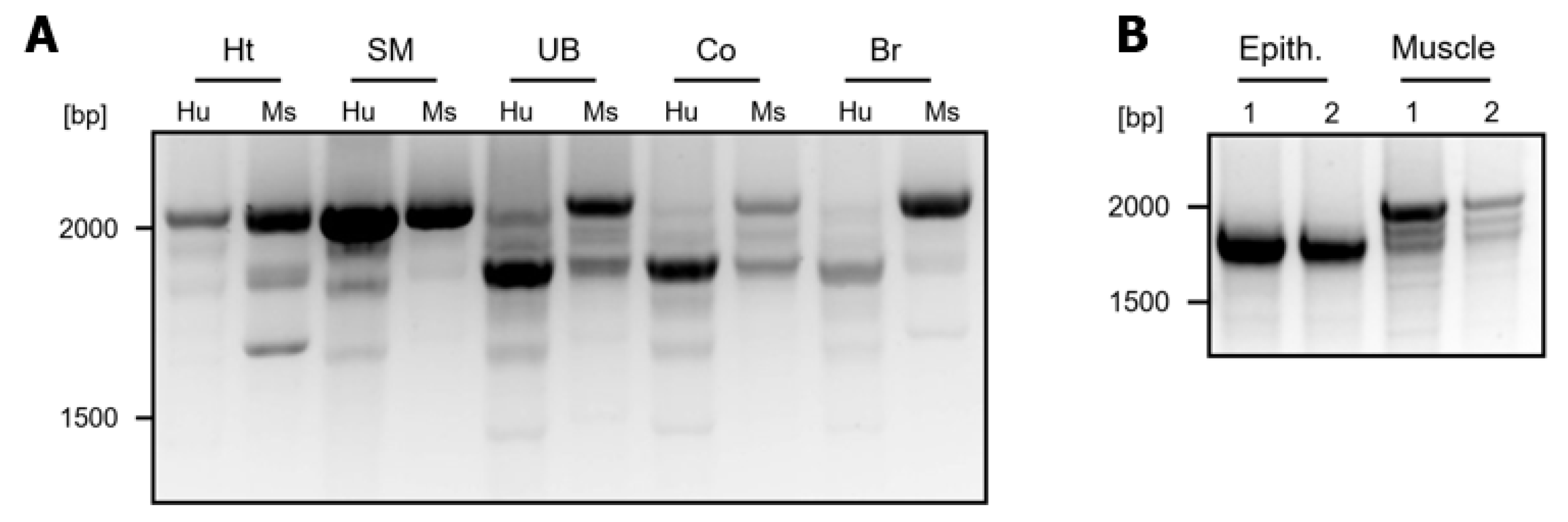 Cells 13 02018 g0a1