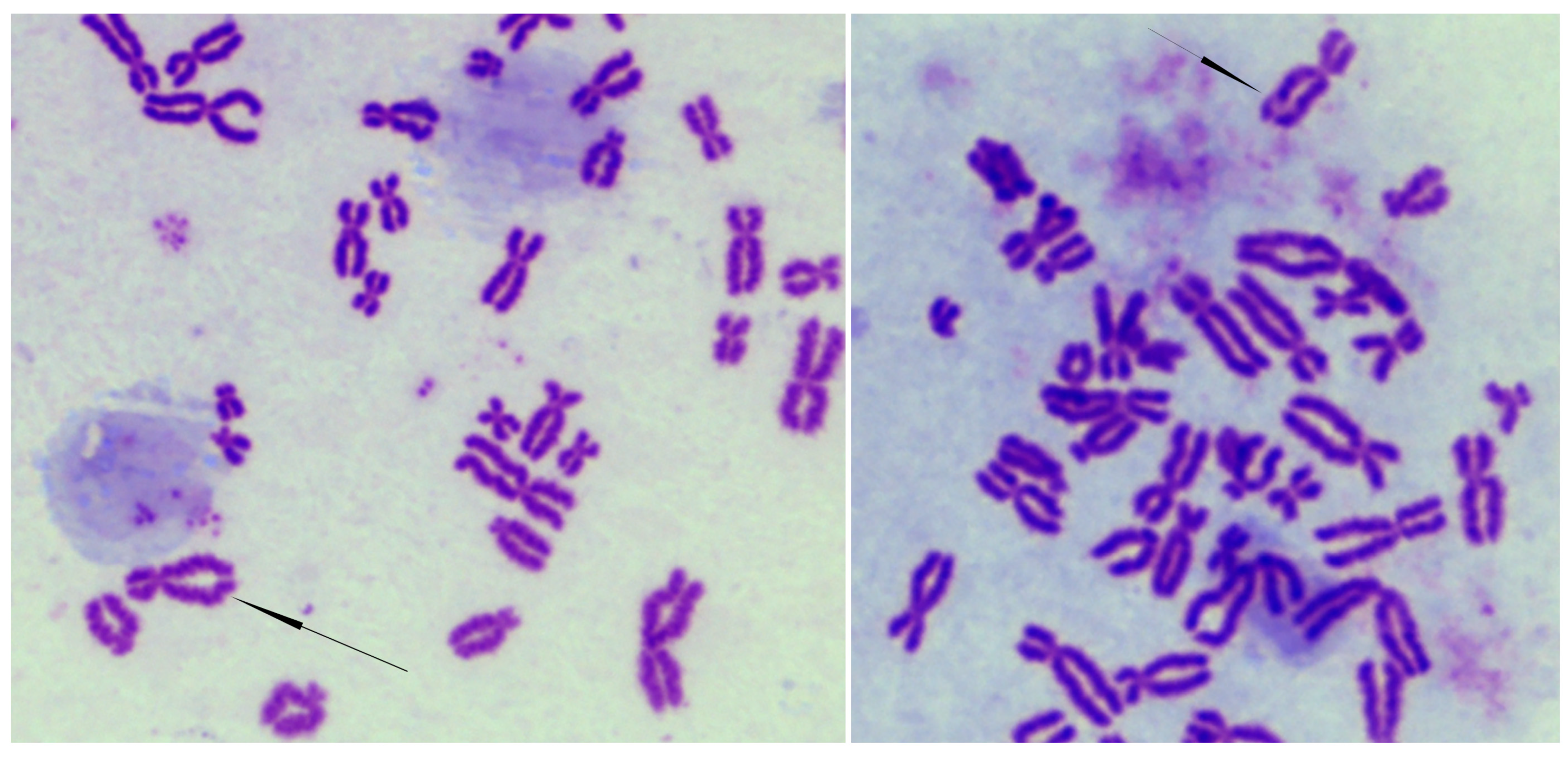 Cells 13 02025 g002 Cells 13 02025 g002