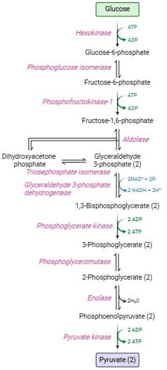 glutathione metabolism in red blood cells Interplay Between Metabolic Pathways and Increased Oxidative Stress Human Targeted Skincare