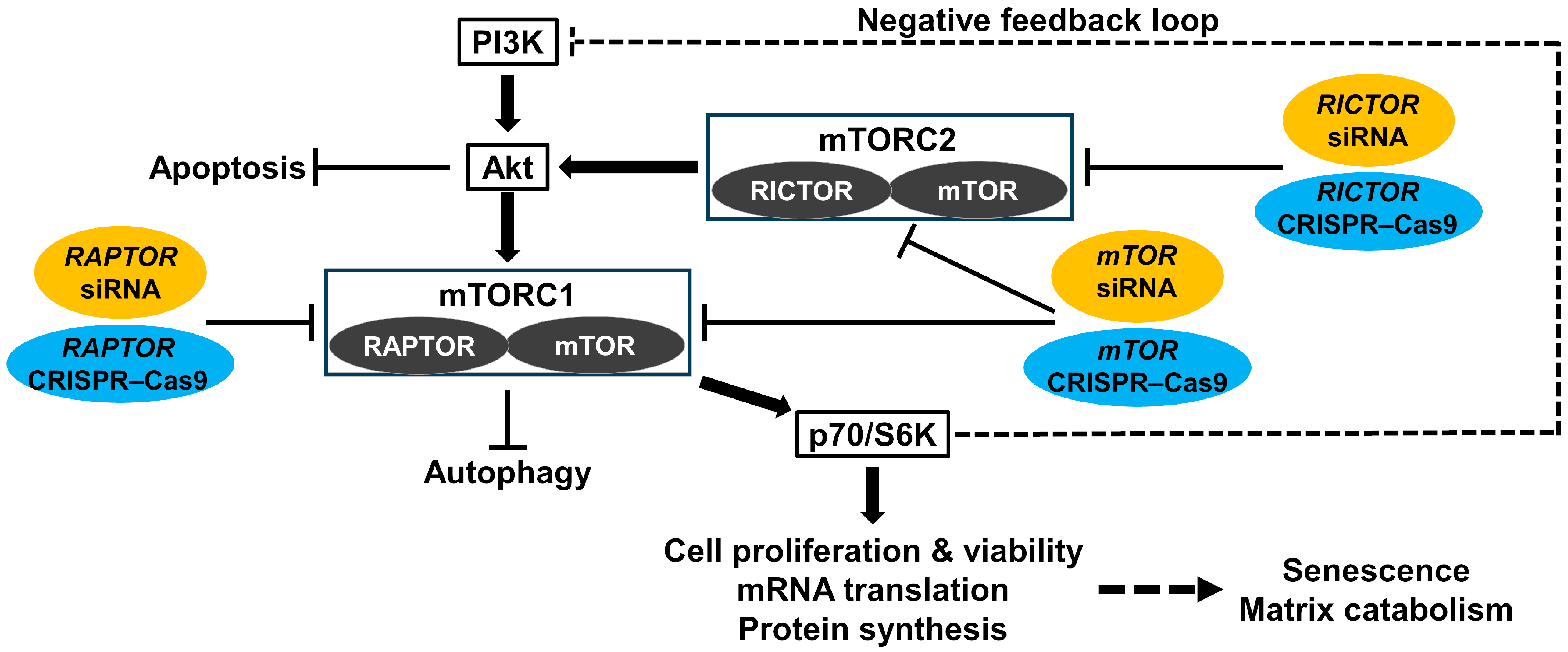Cells 13 02030 g001 Cells 13 02030 g001