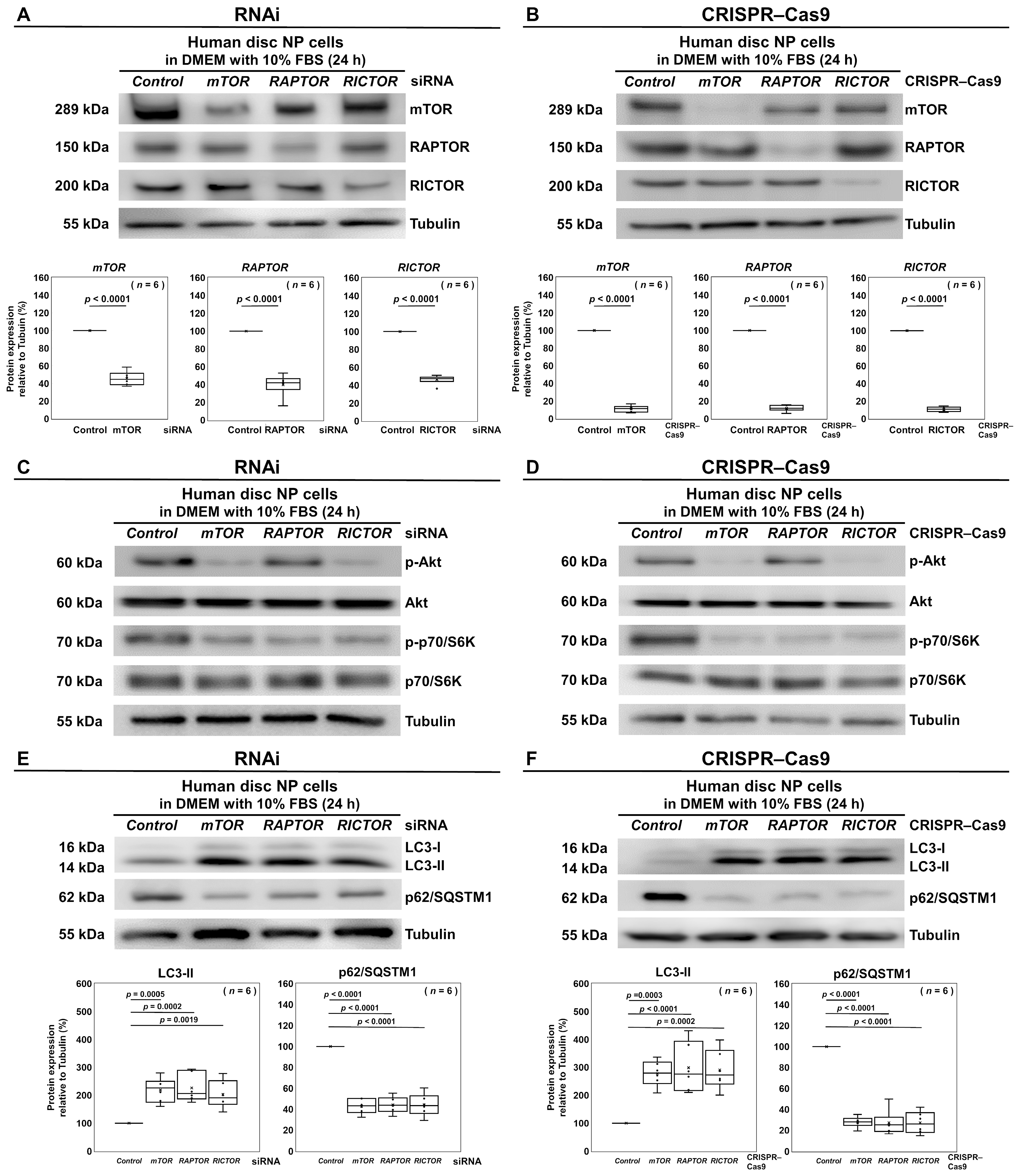 Cells 13 02030 g004 Cells 13 02030 g004