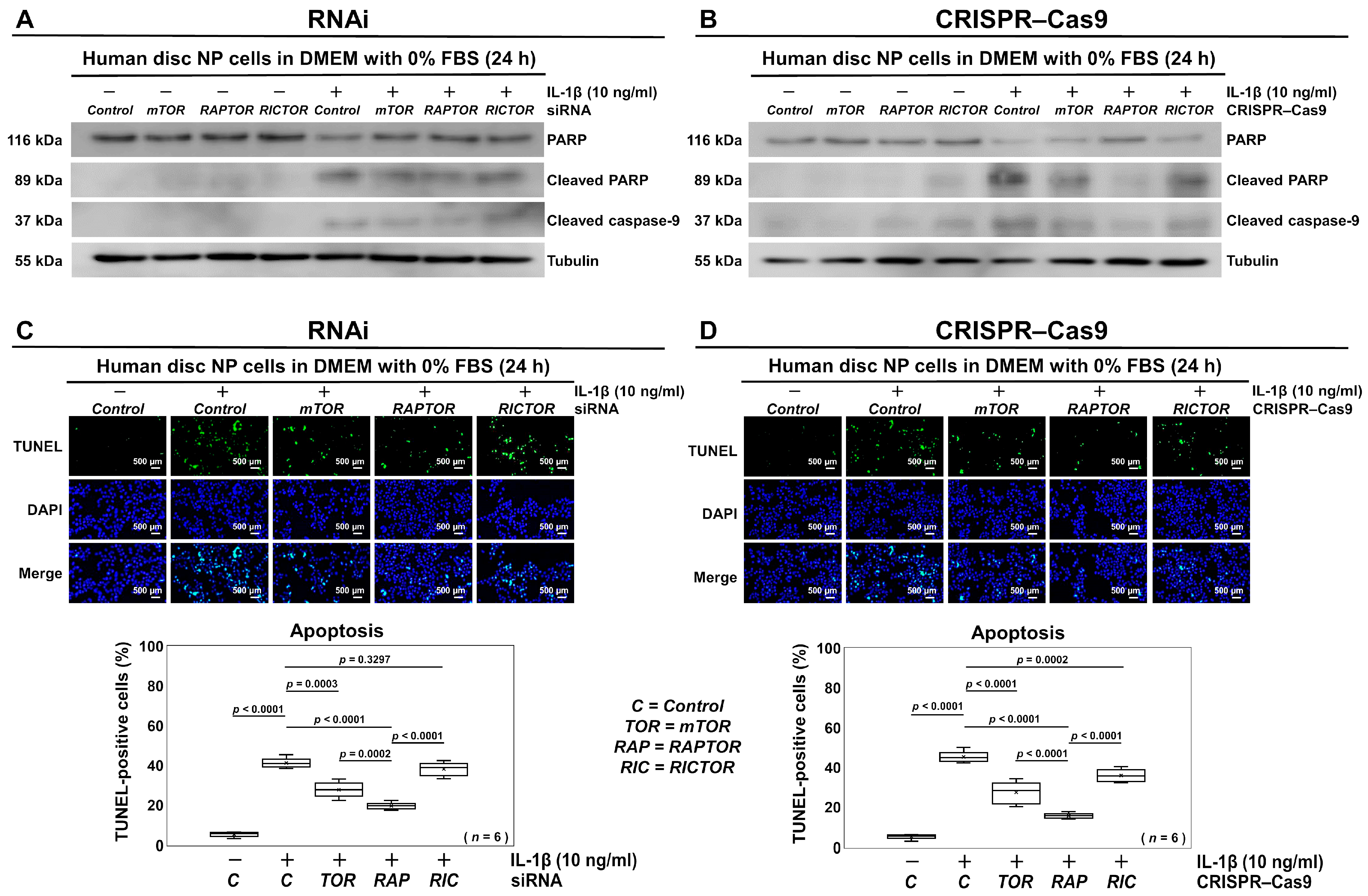 Cells 13 02030 g005 Cells 13 02030 g005