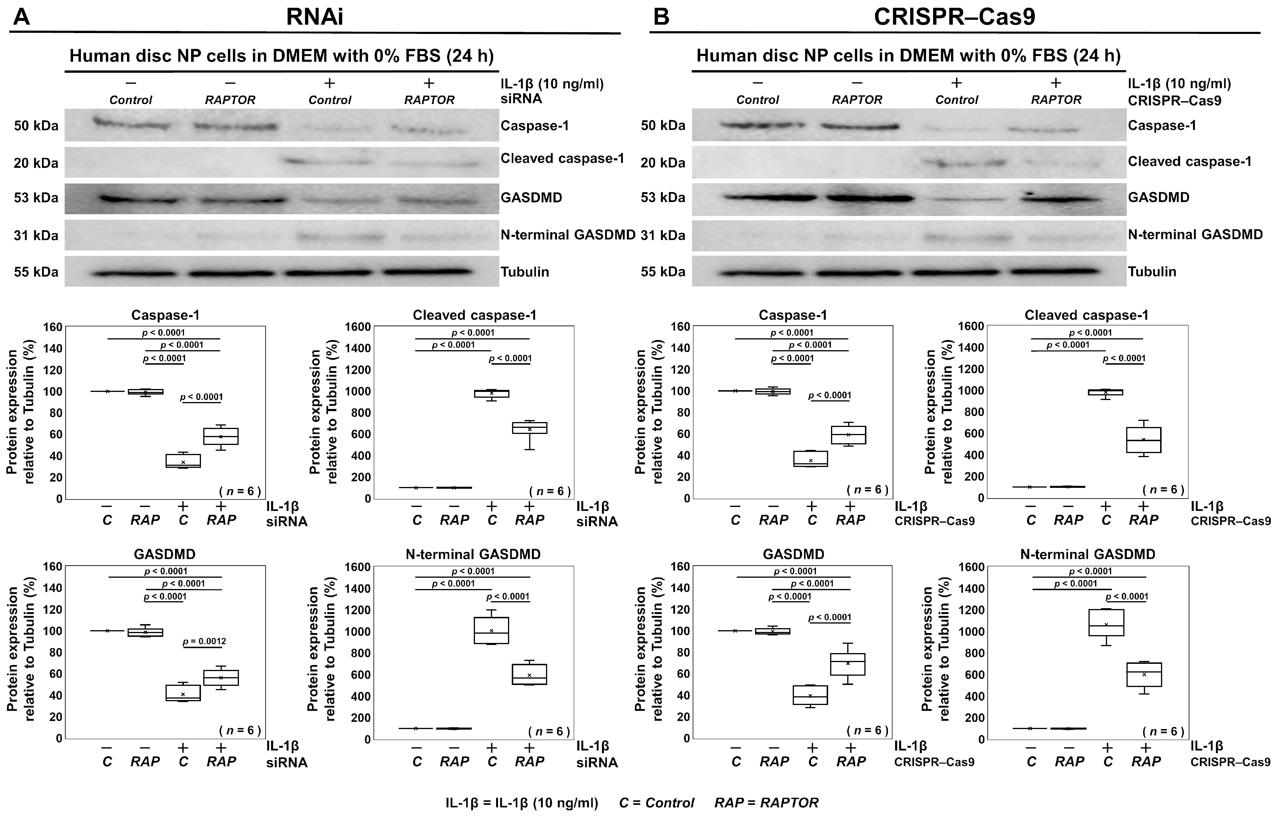 Cells 13 02030 g006 Cells 13 02030 g006