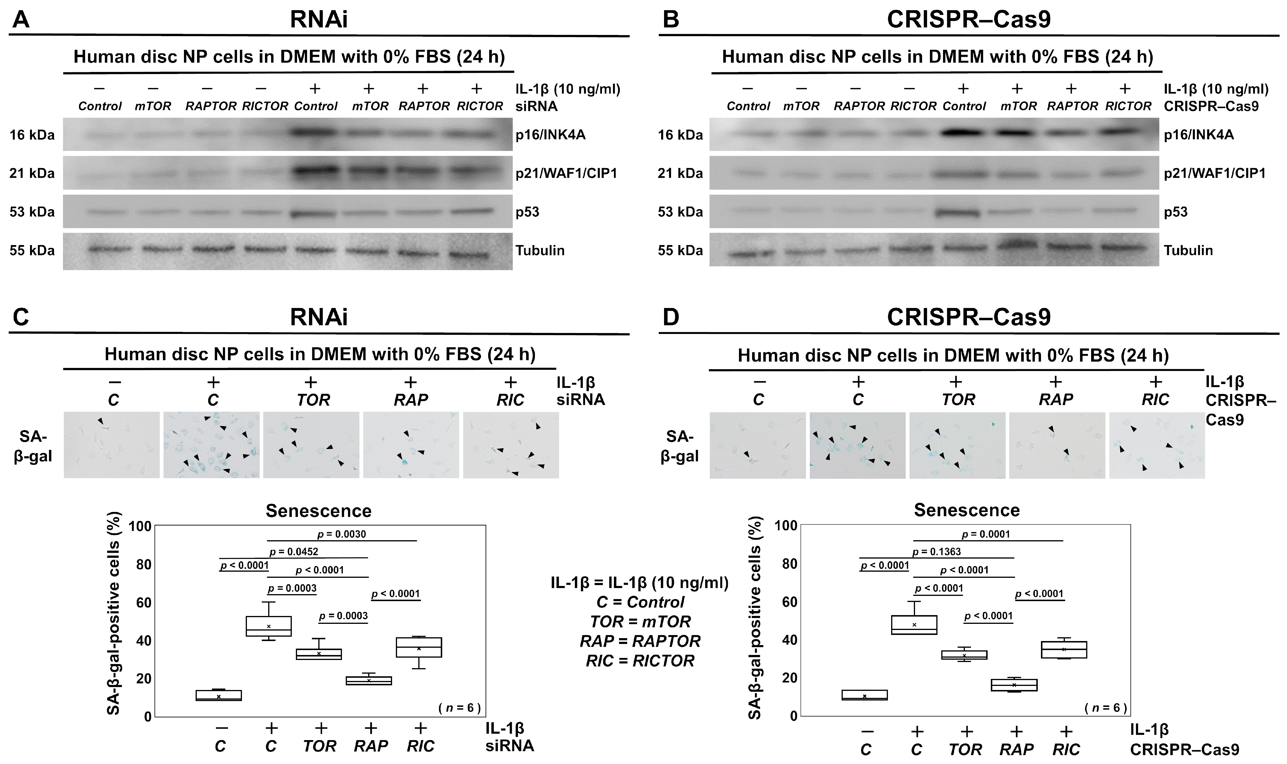 Cells 13 02030 g007 Cells 13 02030 g007
