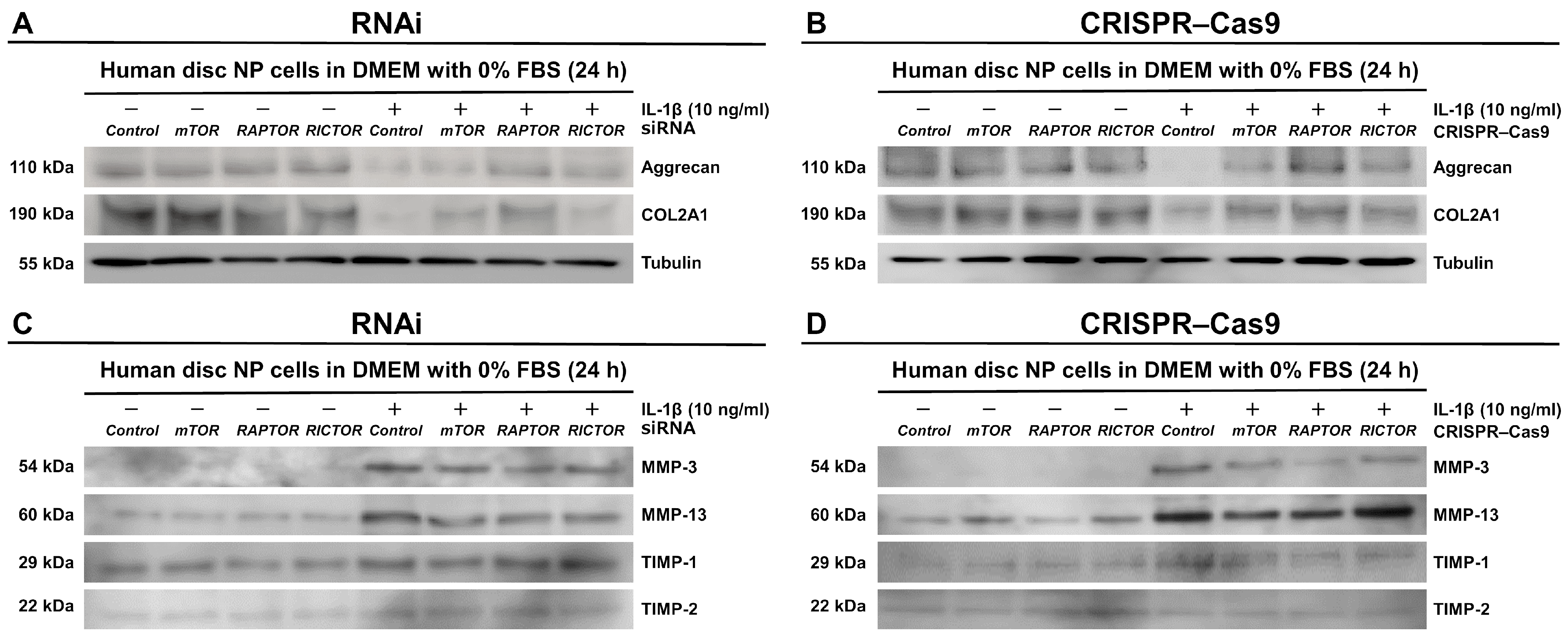 Cells 13 02030 g008 Cells 13 02030 g008