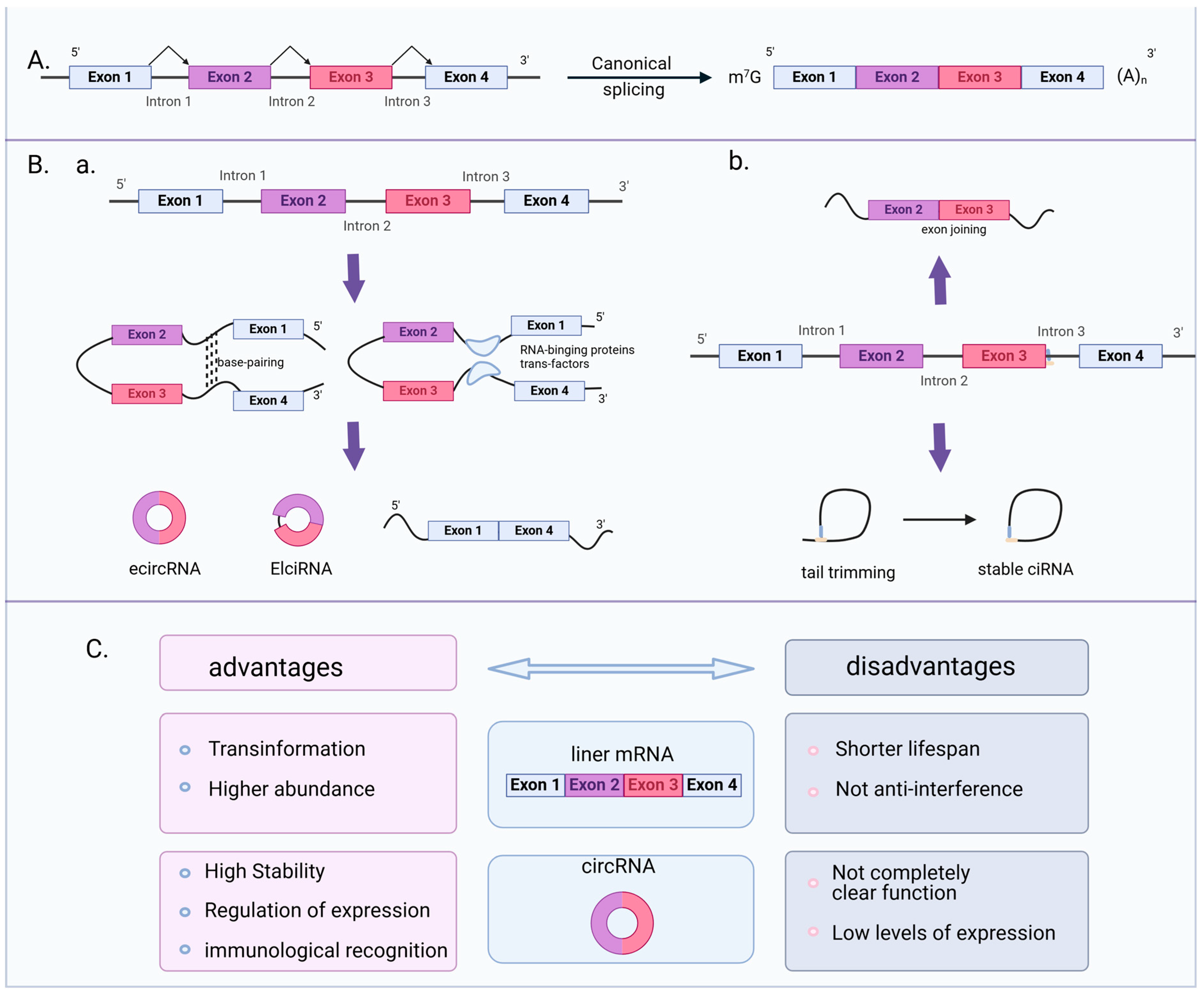 バイ・アンド・バイ Circular RNAs in Viral Infection and Antiviral Treatment