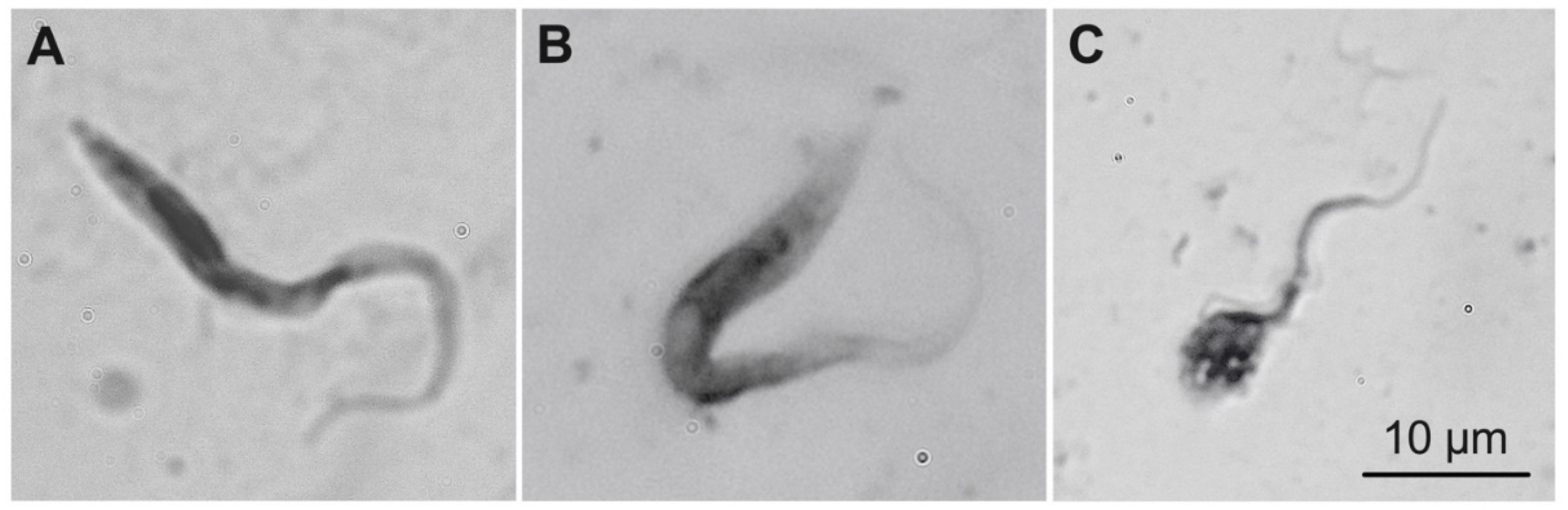 Cells 13 02042 g001 Cells 13 02042 g001