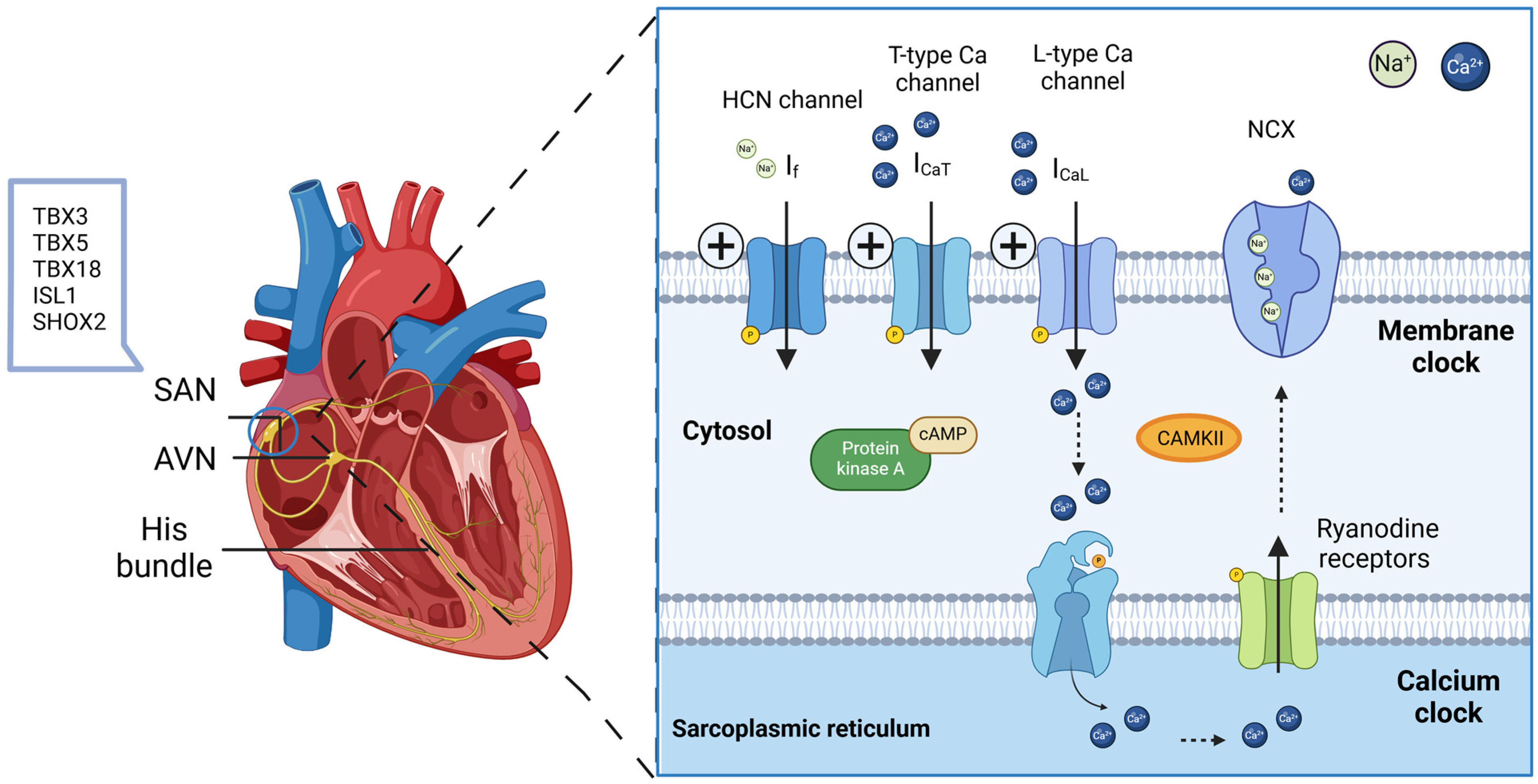 Cells 13 02045 g002 Cells 13 02045 g002