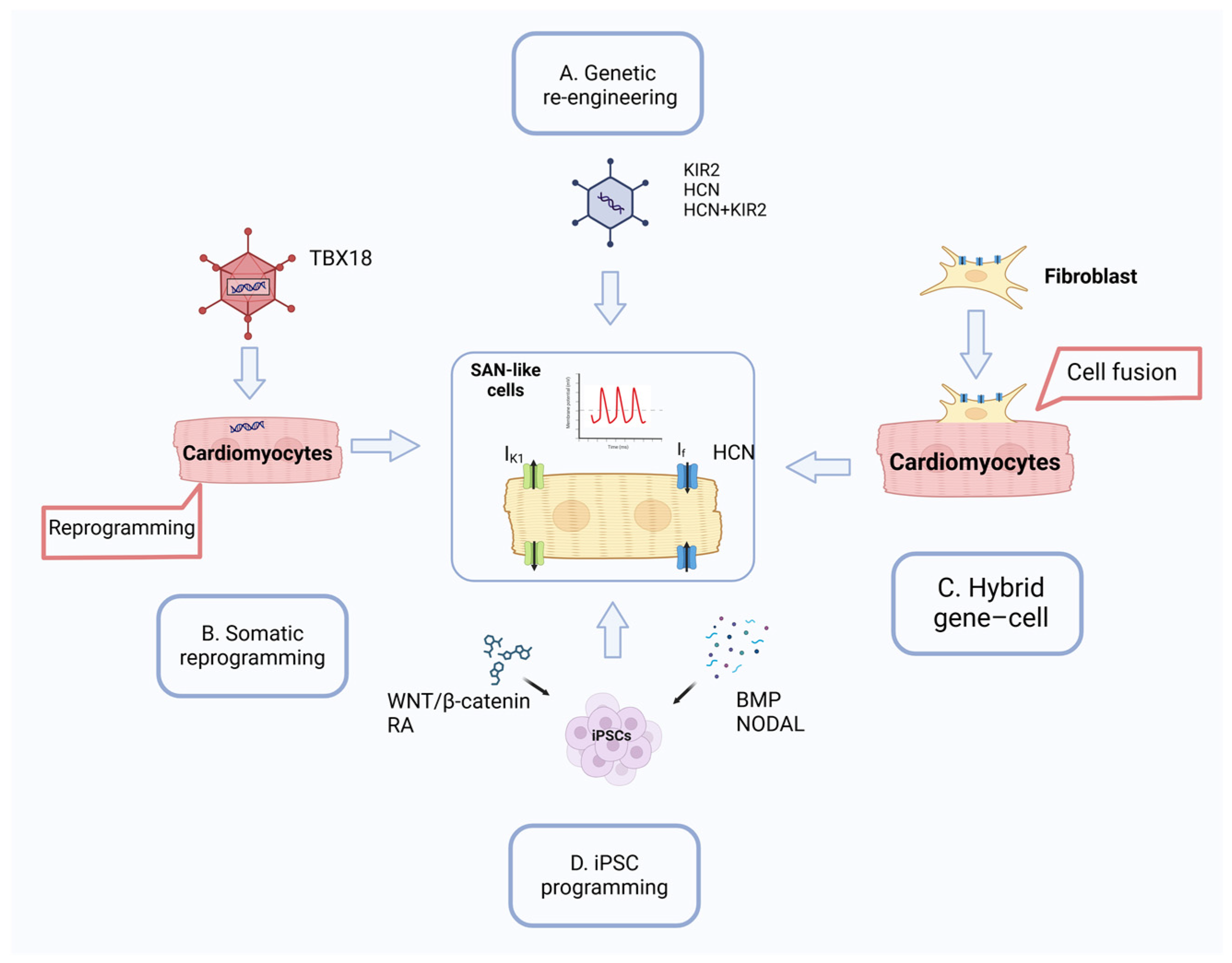 Cells 13 02045 g003 Cells 13 02045 g003