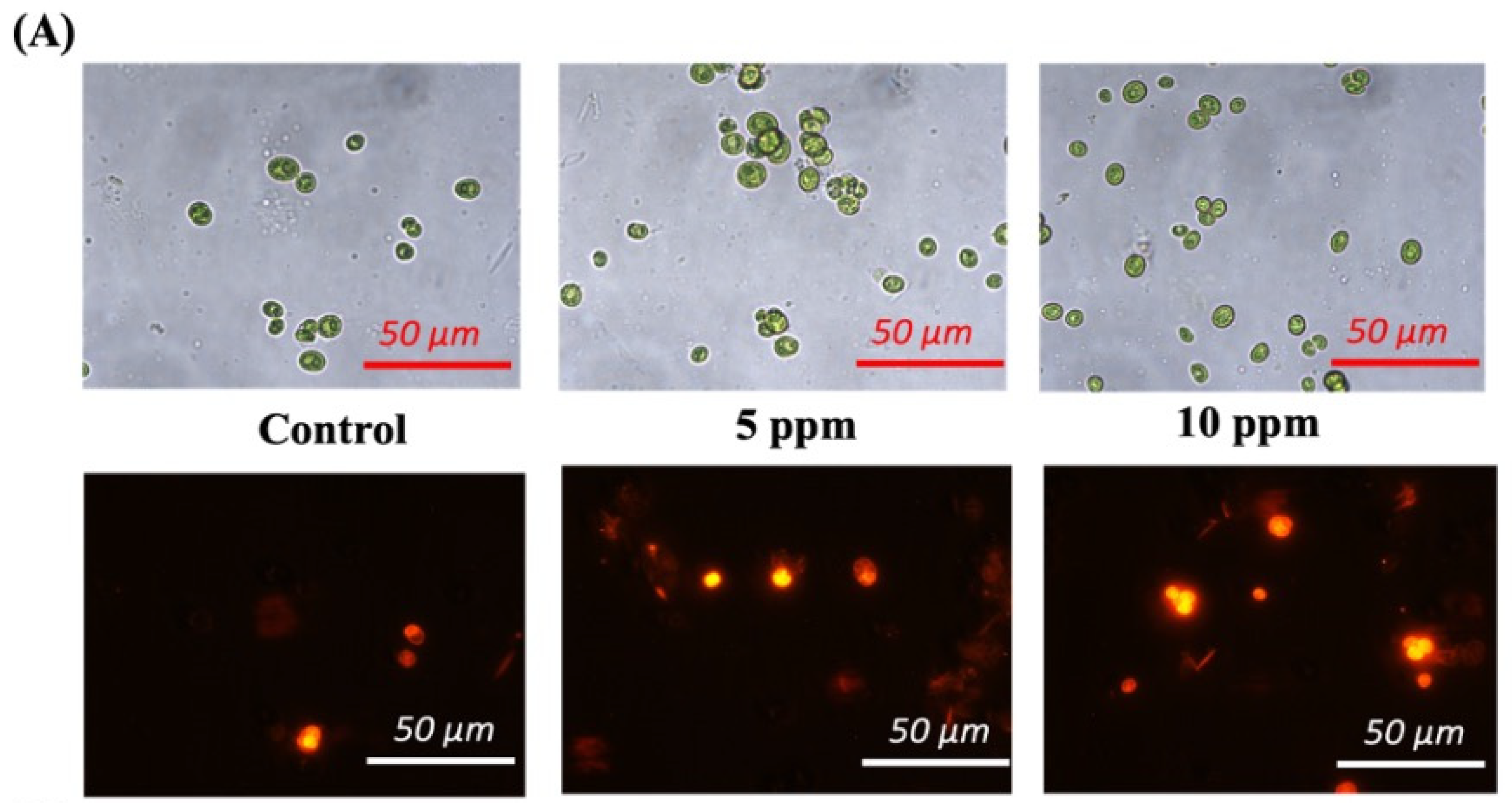 Cells 13 02047 g008a