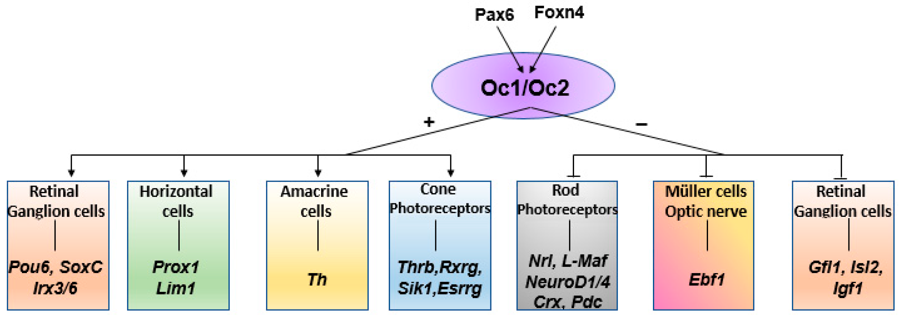 Cells 13 02071 g001 Cells 13 02071 g001