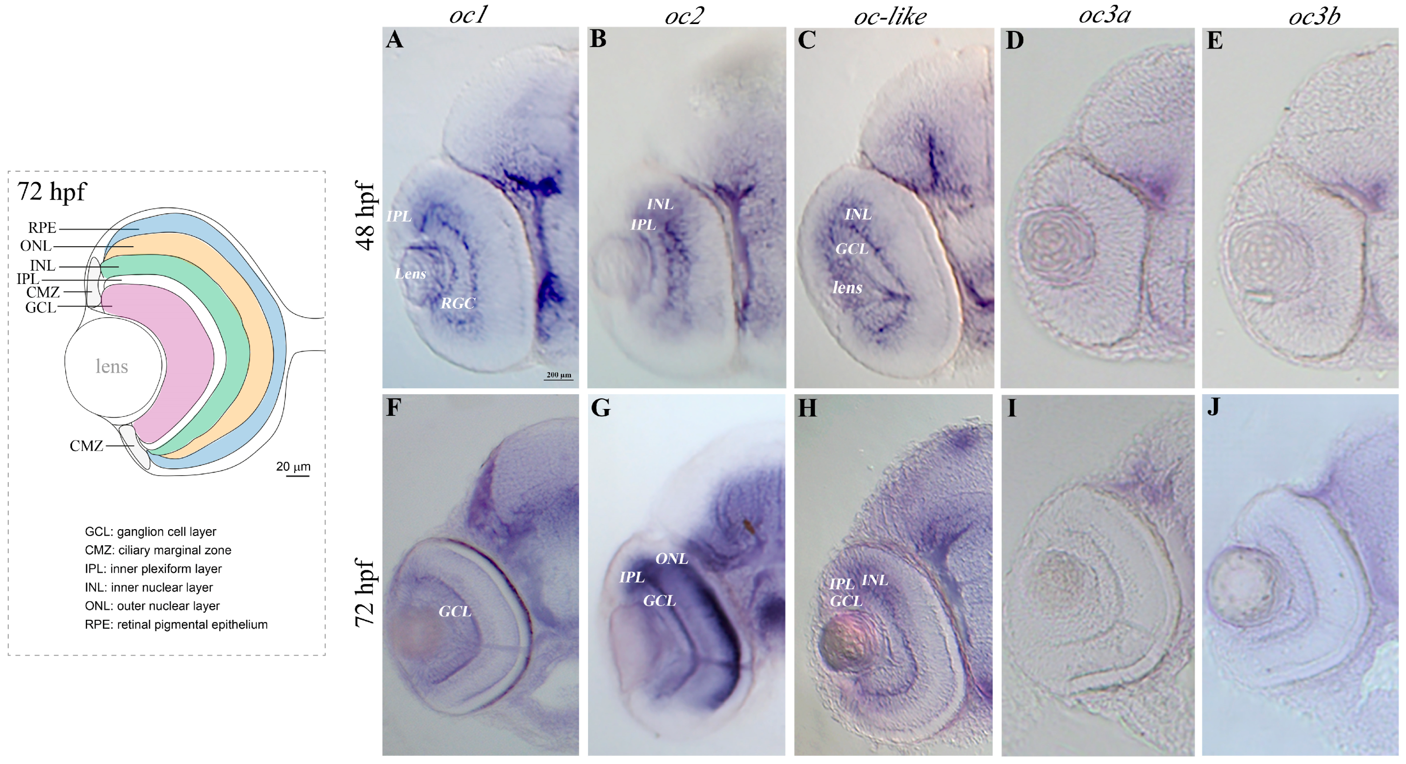 Cells 13 02071 g002 Cells 13 02071 g002
