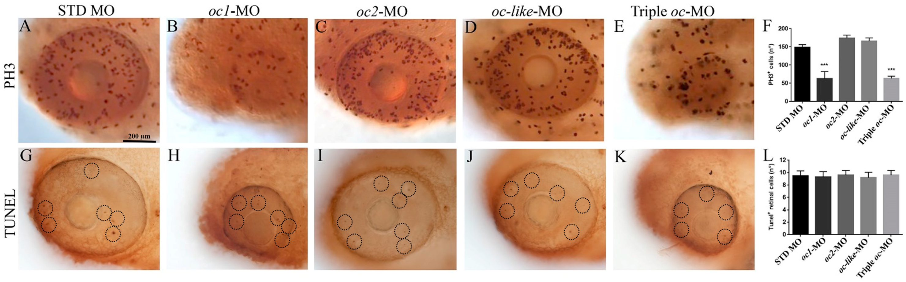Cells 13 02071 g004 Cells 13 02071 g004