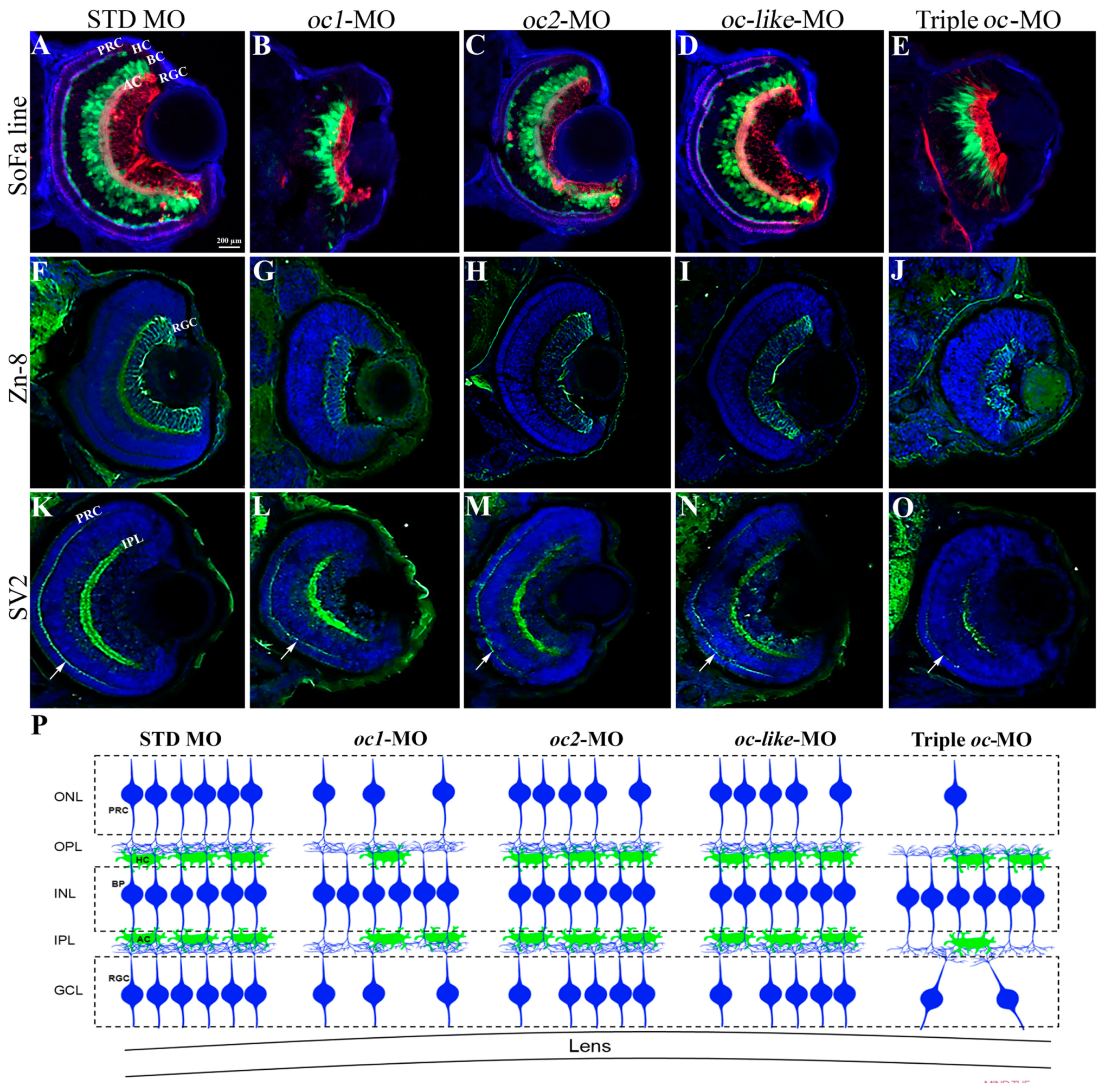 Cells 13 02071 g005 Cells 13 02071 g005