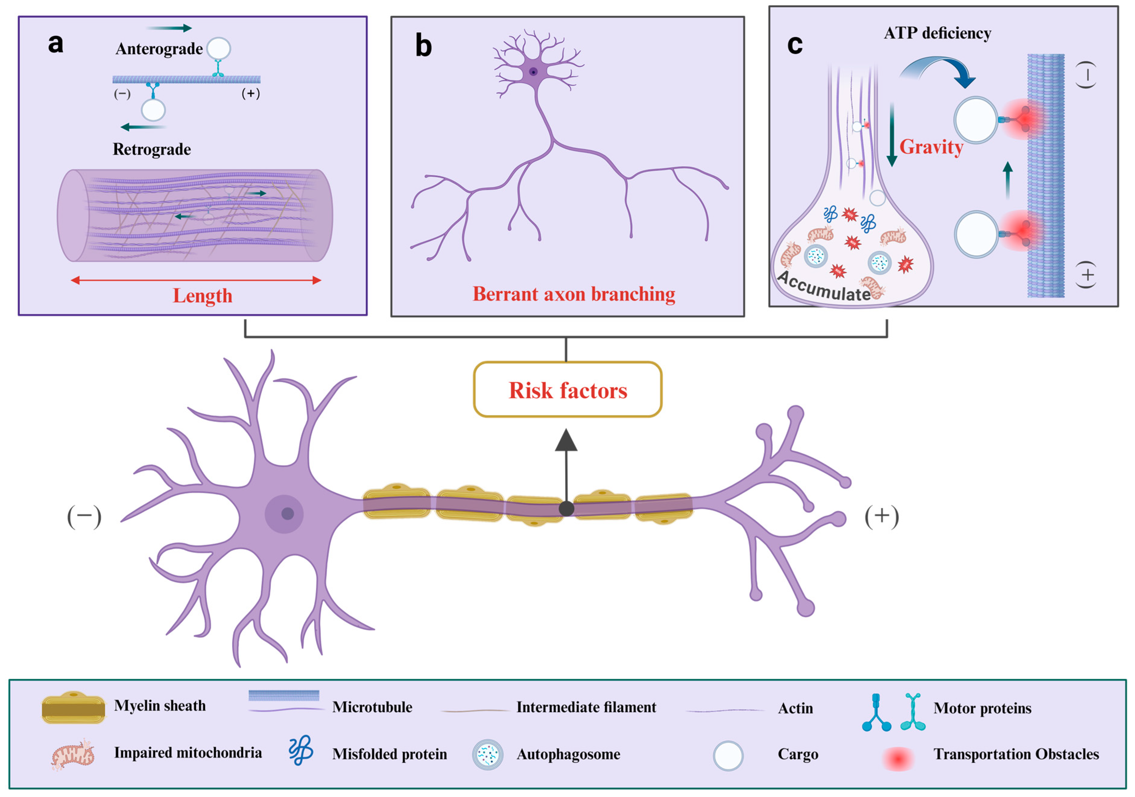 Cells 13 02076 g001 Cells 13 02076 g001