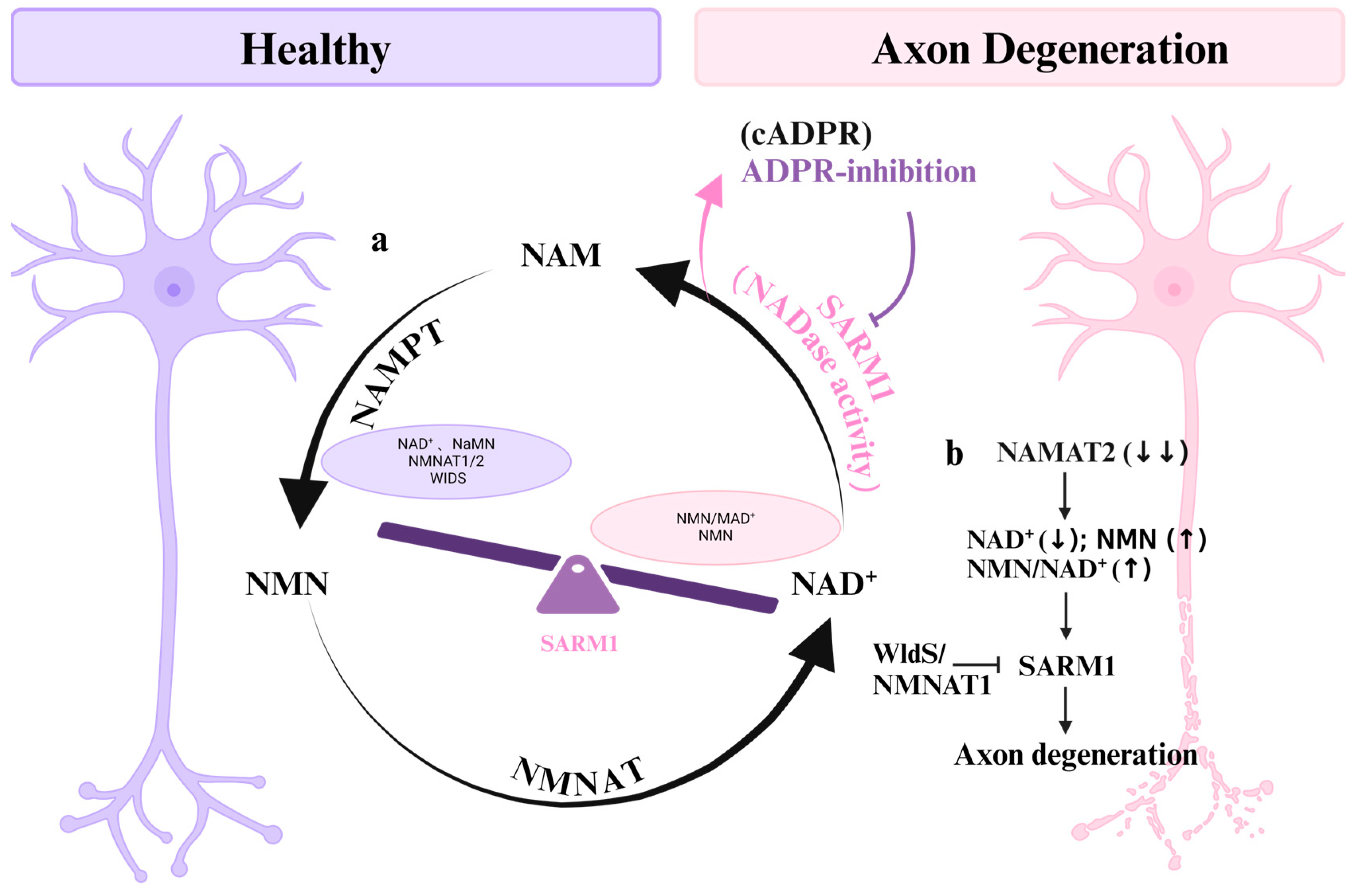 Cells 13 02076 g002 Cells 13 02076 g002