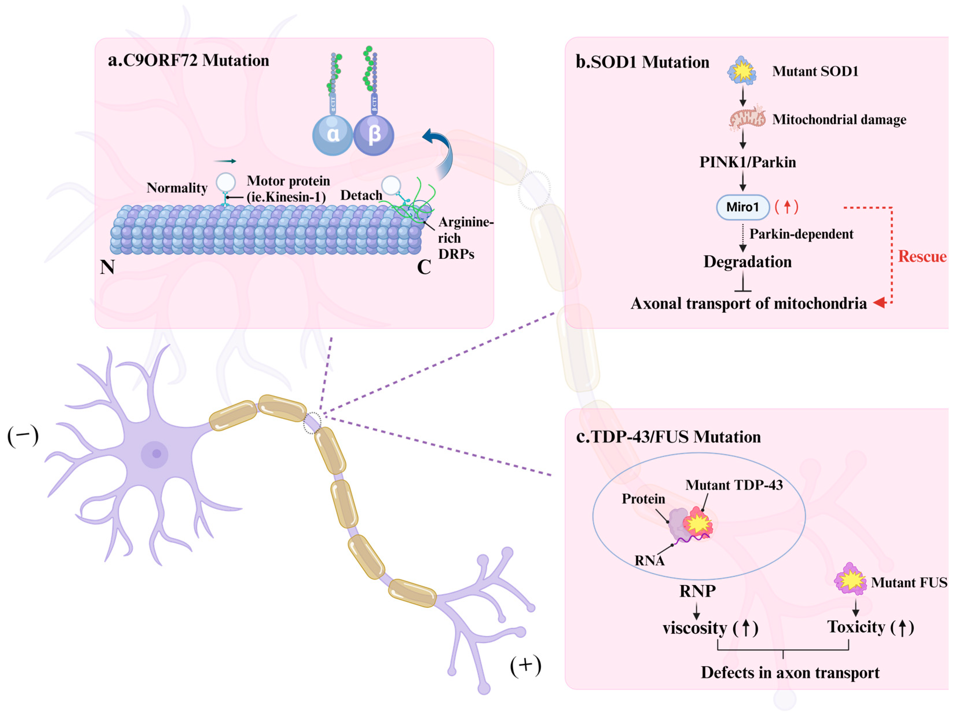Cells 13 02076 g003 Cells 13 02076 g003