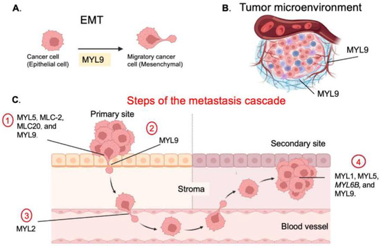 Myosin23様 リクエスト 3点 まとめ商品 Myosin Light Chains in the 