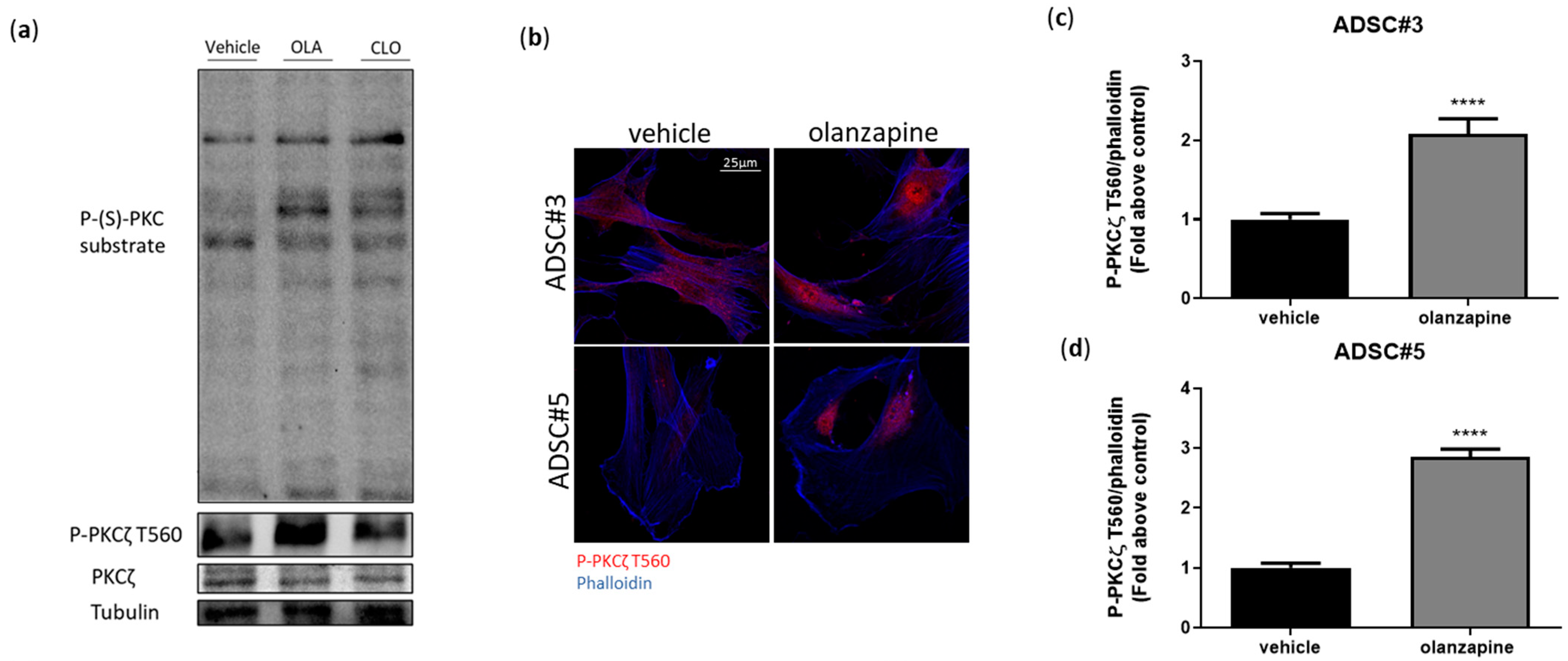 Cells 13 02084 g007a