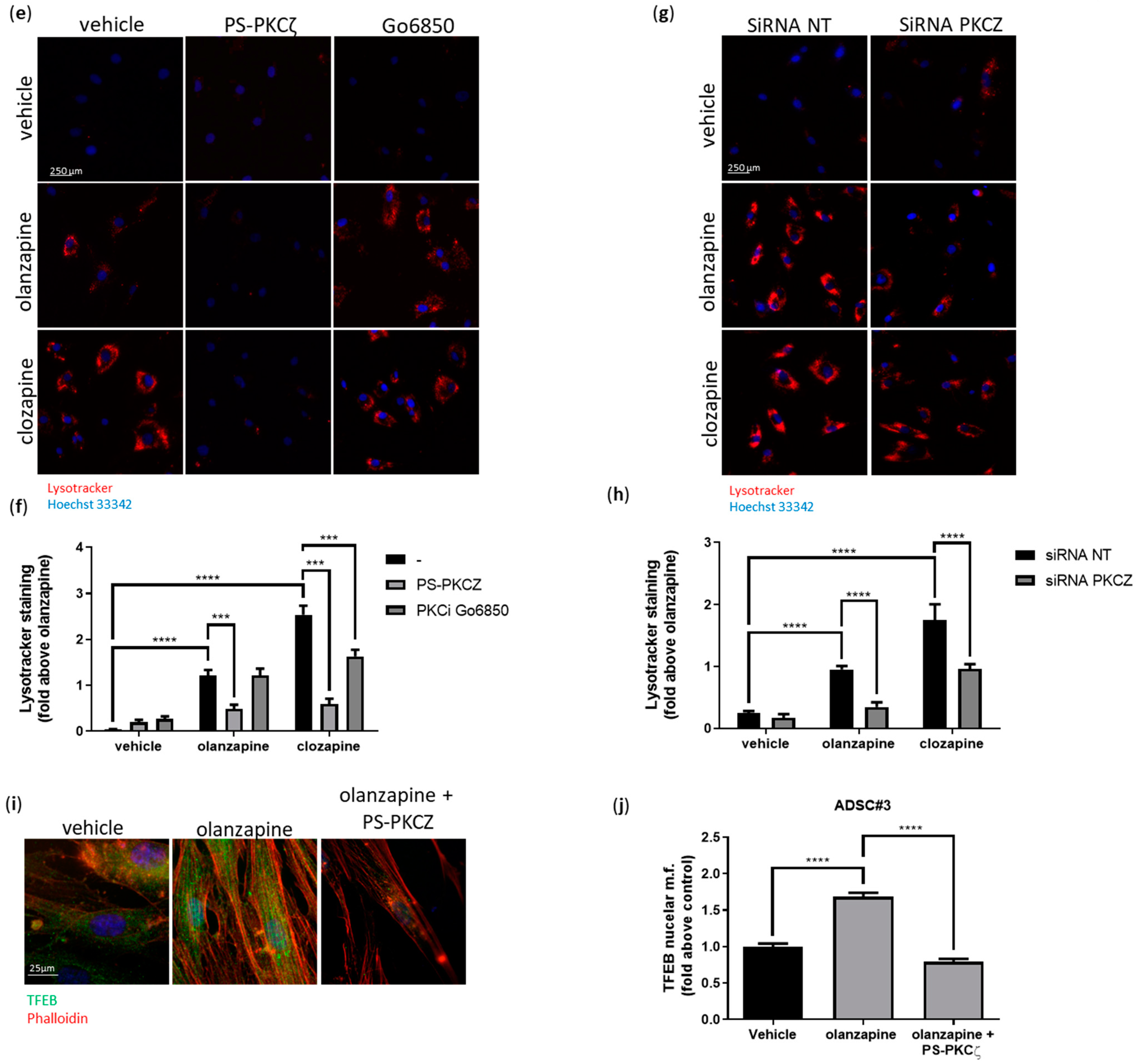 Cells 13 02084 g007b