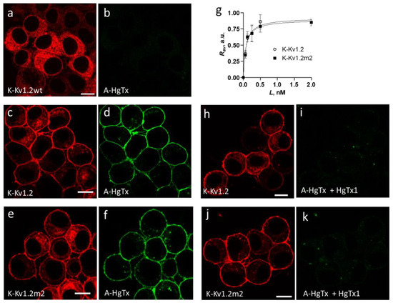 New High-Affinity Peptide Ligands for Kv1.2 Channel: Selective