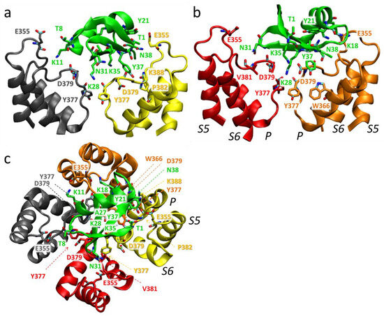 New High-Affinity Peptide Ligands for Kv1.2 Channel: Selective