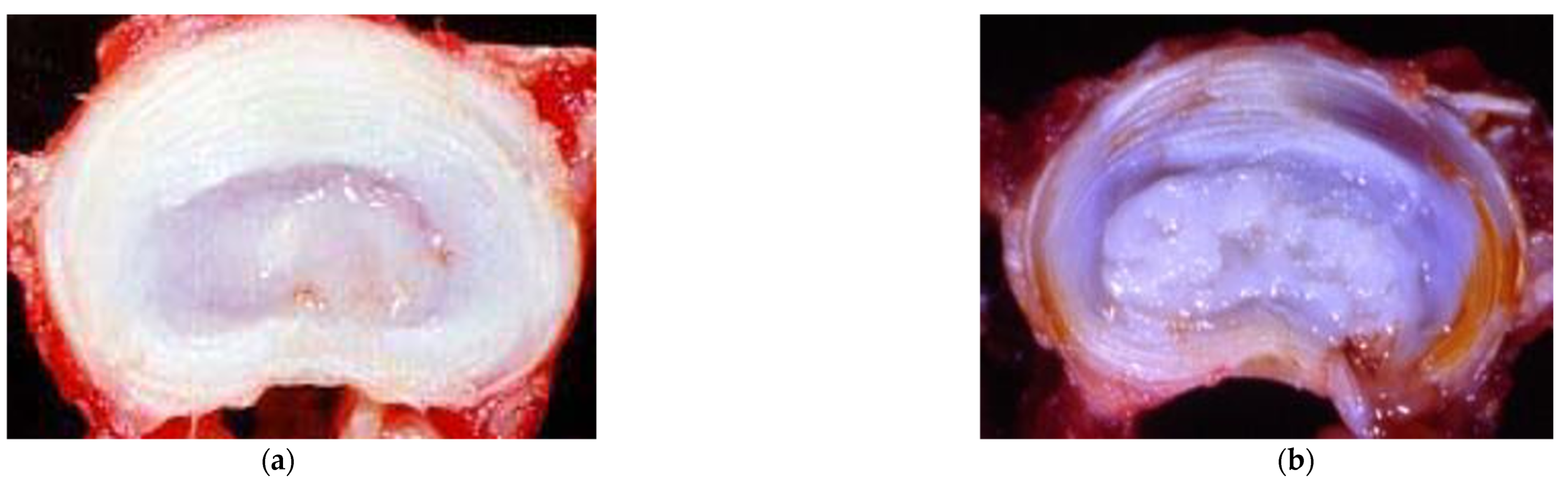 Cells 13 02103 g001 Cells 13 02103 g001