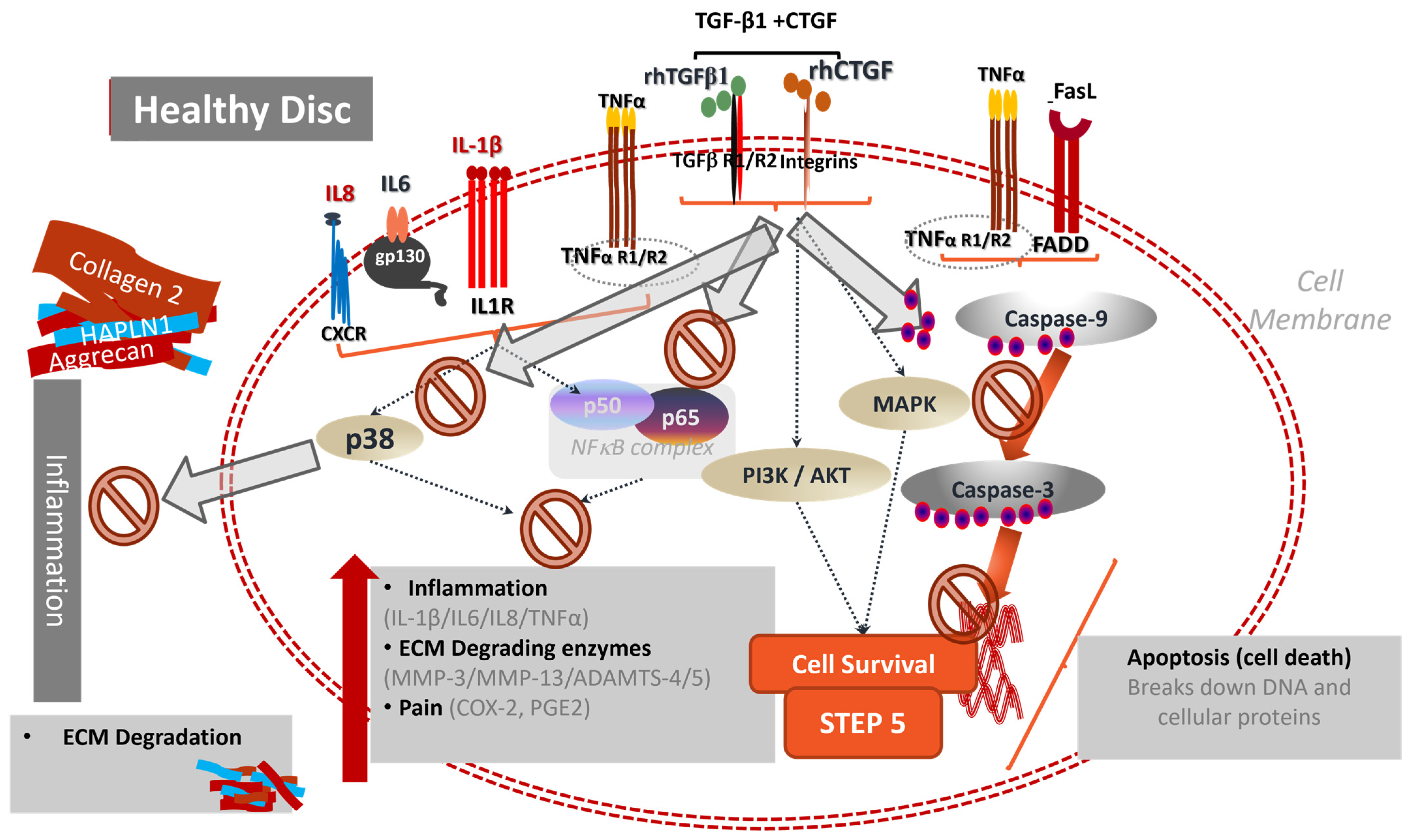 Cells 13 02103 g002 Cells 13 02103 g002