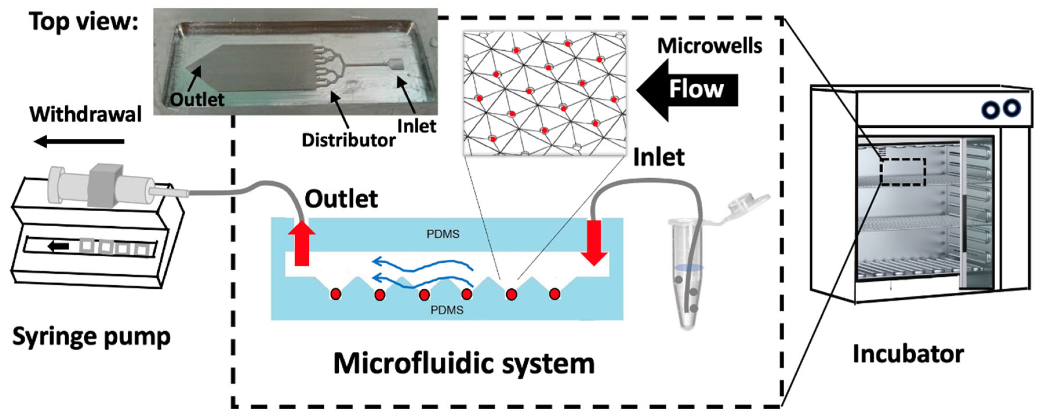 Cells 13 02132 g003 Cells 13 02132 g003