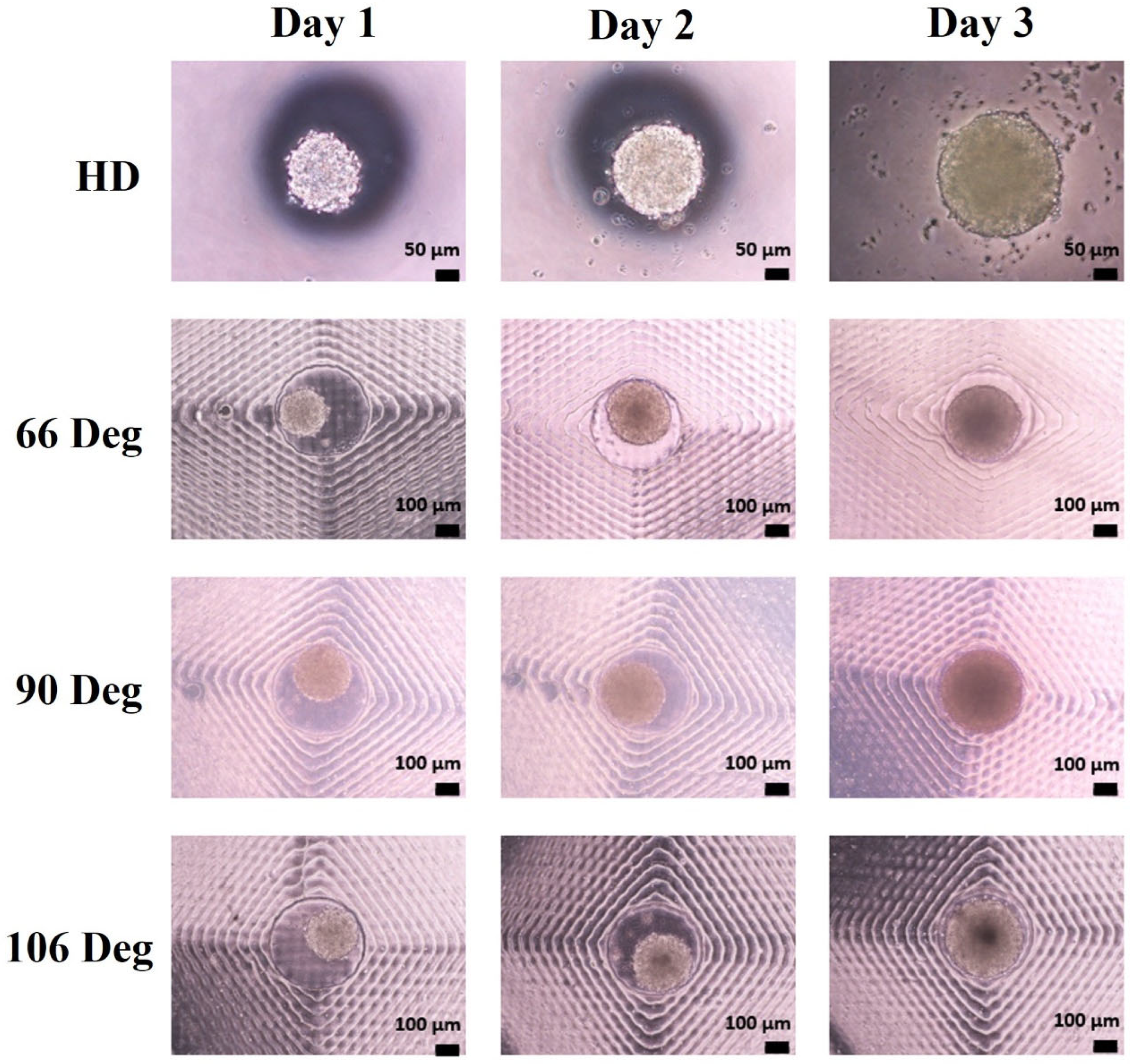 Cells 13 02132 g007 Cells 13 02132 g007