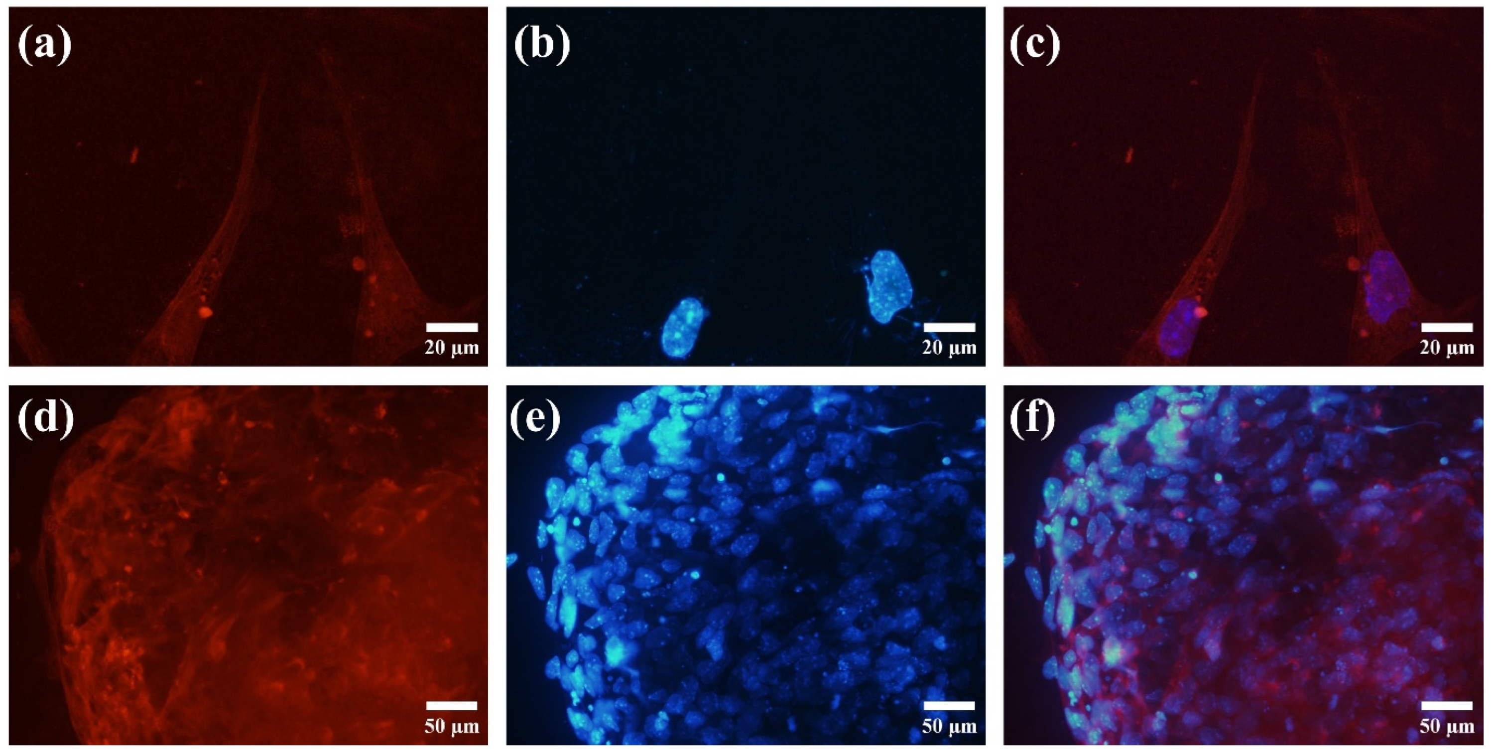 Cells 13 02132 g011 Cells 13 02132 g011