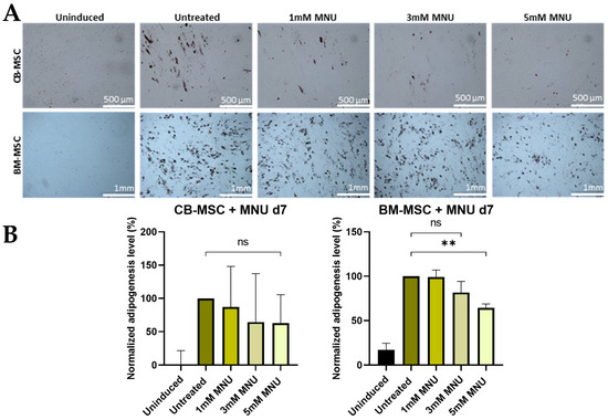 Evaluation of Genotoxic Effects of N-Methyl-N-Nitroso-Urea and ...