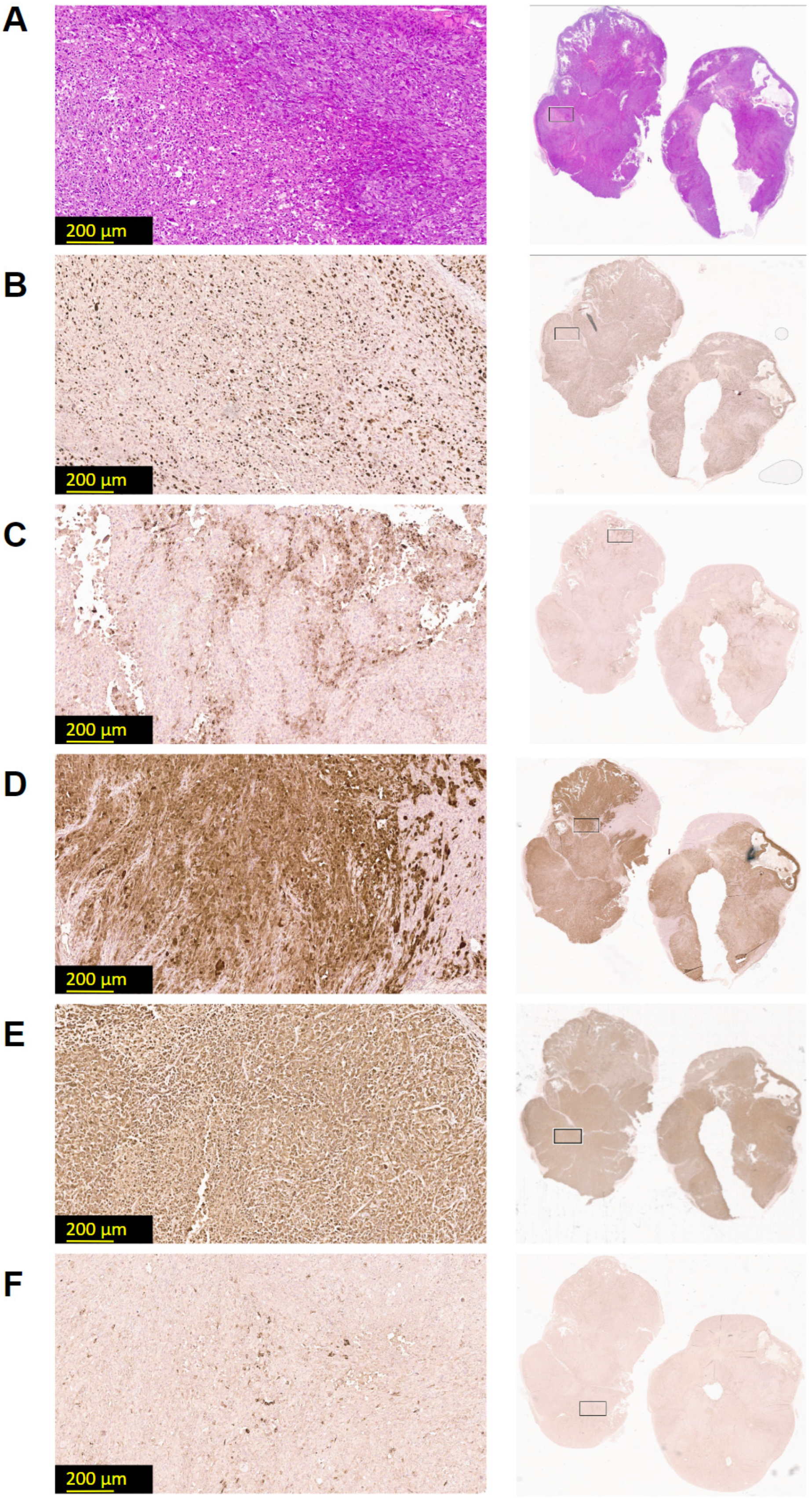 Cells 13 02135 g002 Cells 13 02135 g002