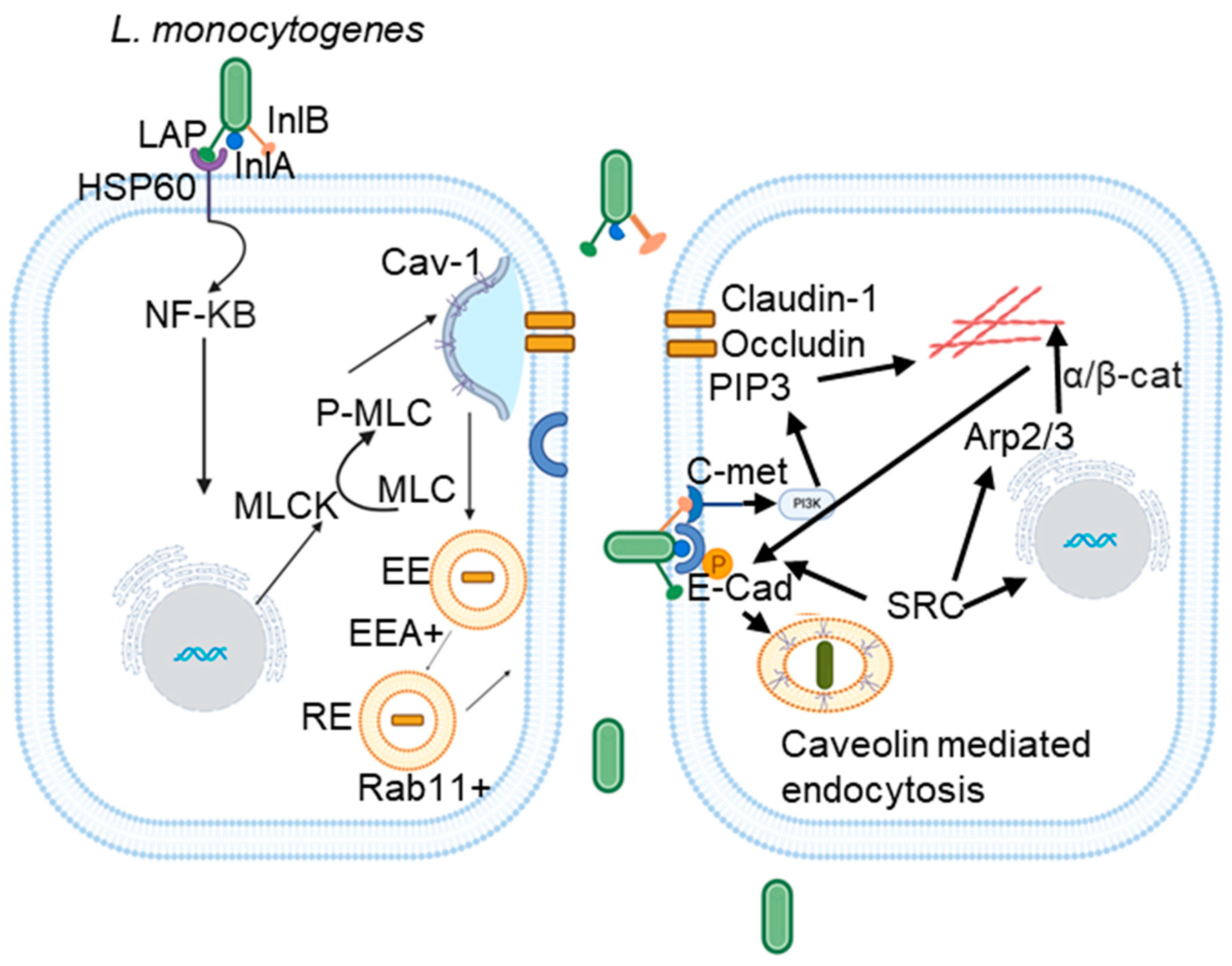 Cells 14 00002 g001 Cells 14 00002 g001