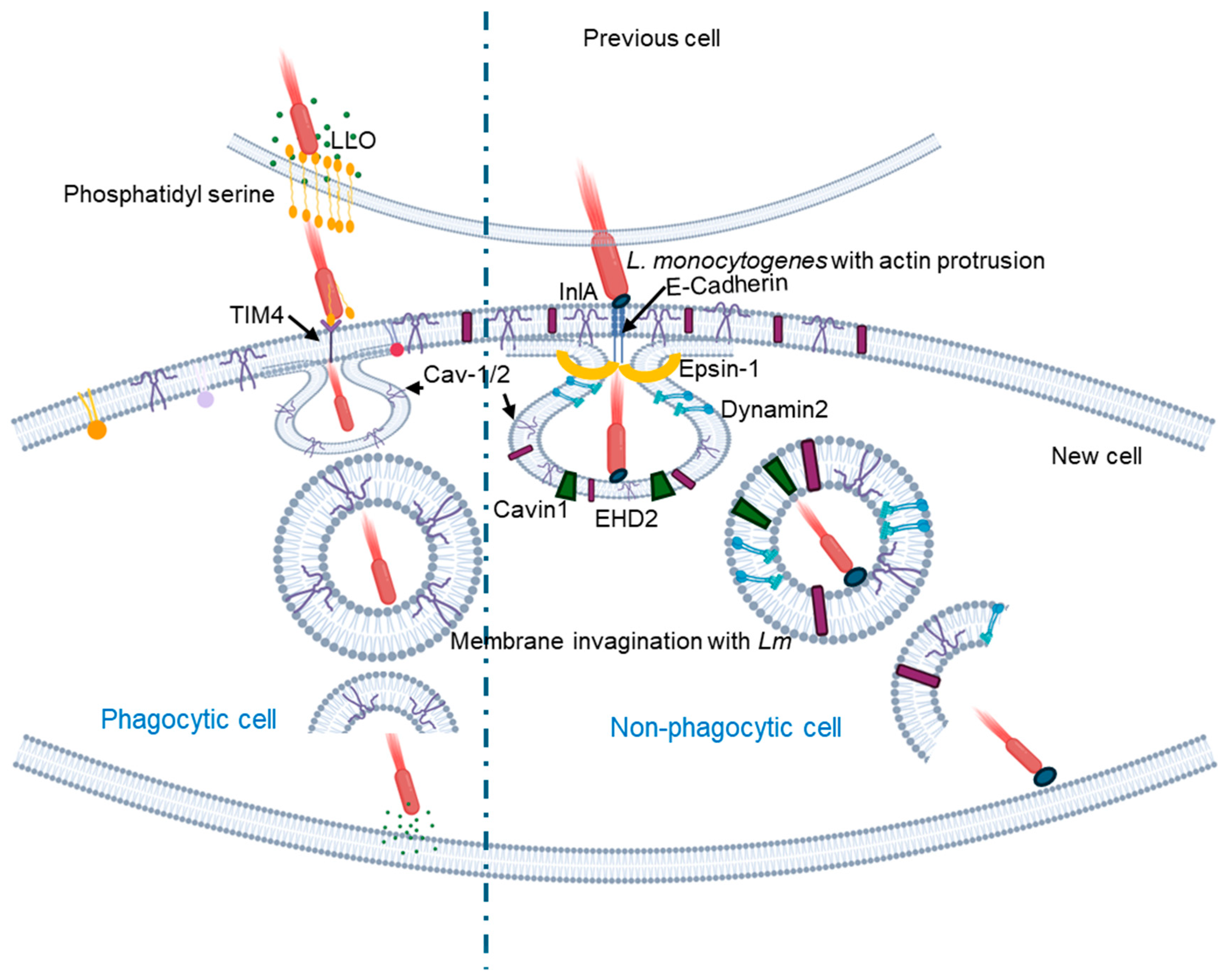 Cells 14 00002 g002 Cells 14 00002 g002