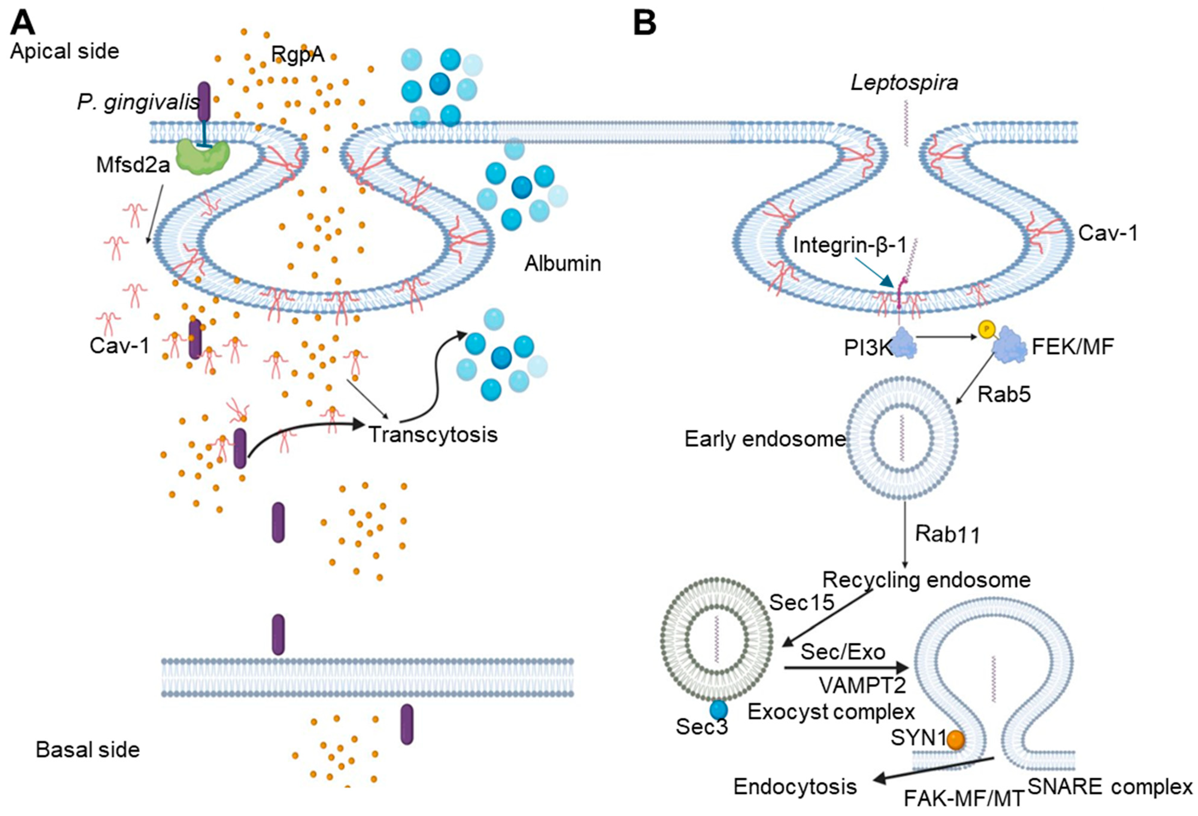 Cells 14 00002 g003 Cells 14 00002 g003