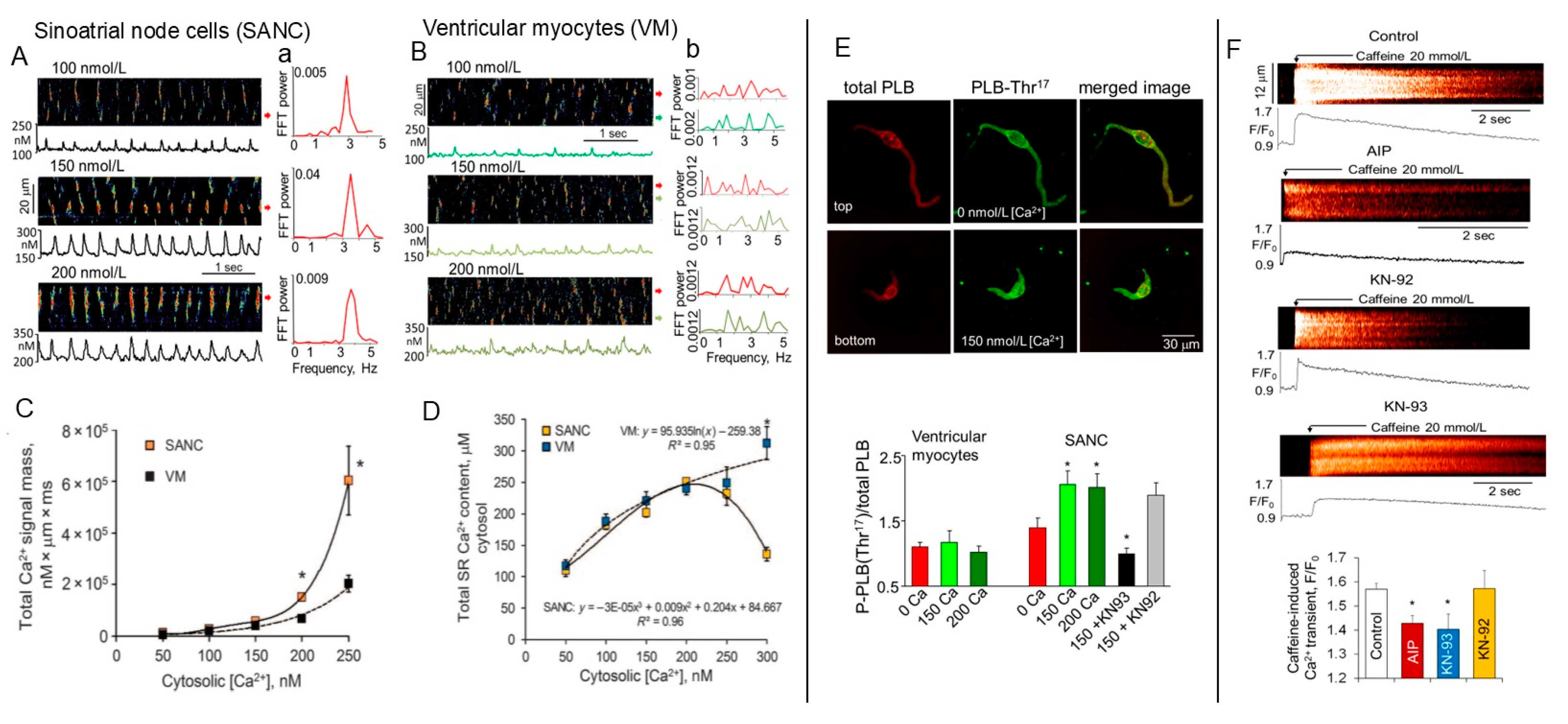 Cells 14 00003 g002 Cells 14 00003 g002