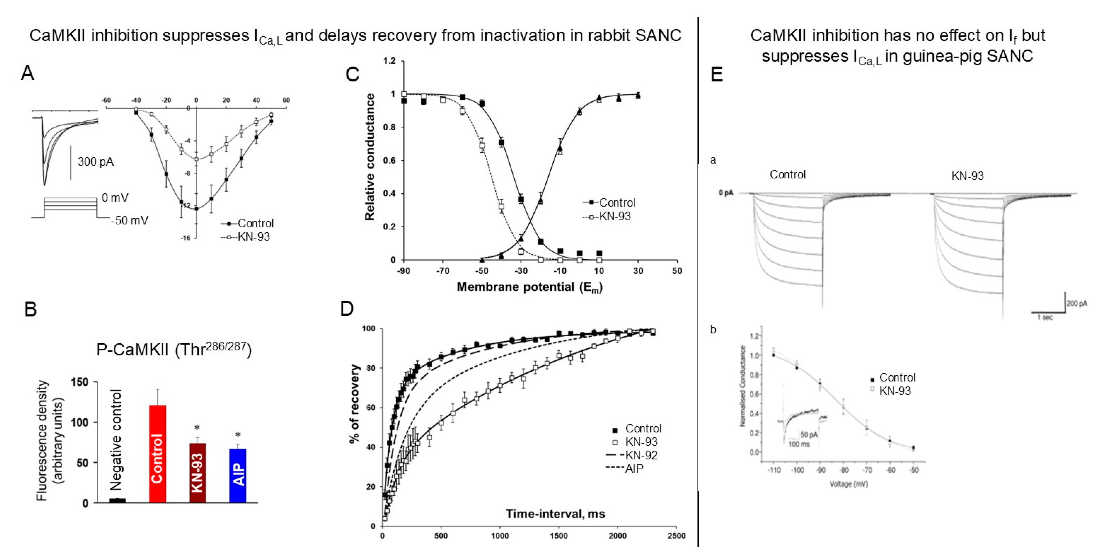Cells 14 00003 g004 Cells 14 00003 g004