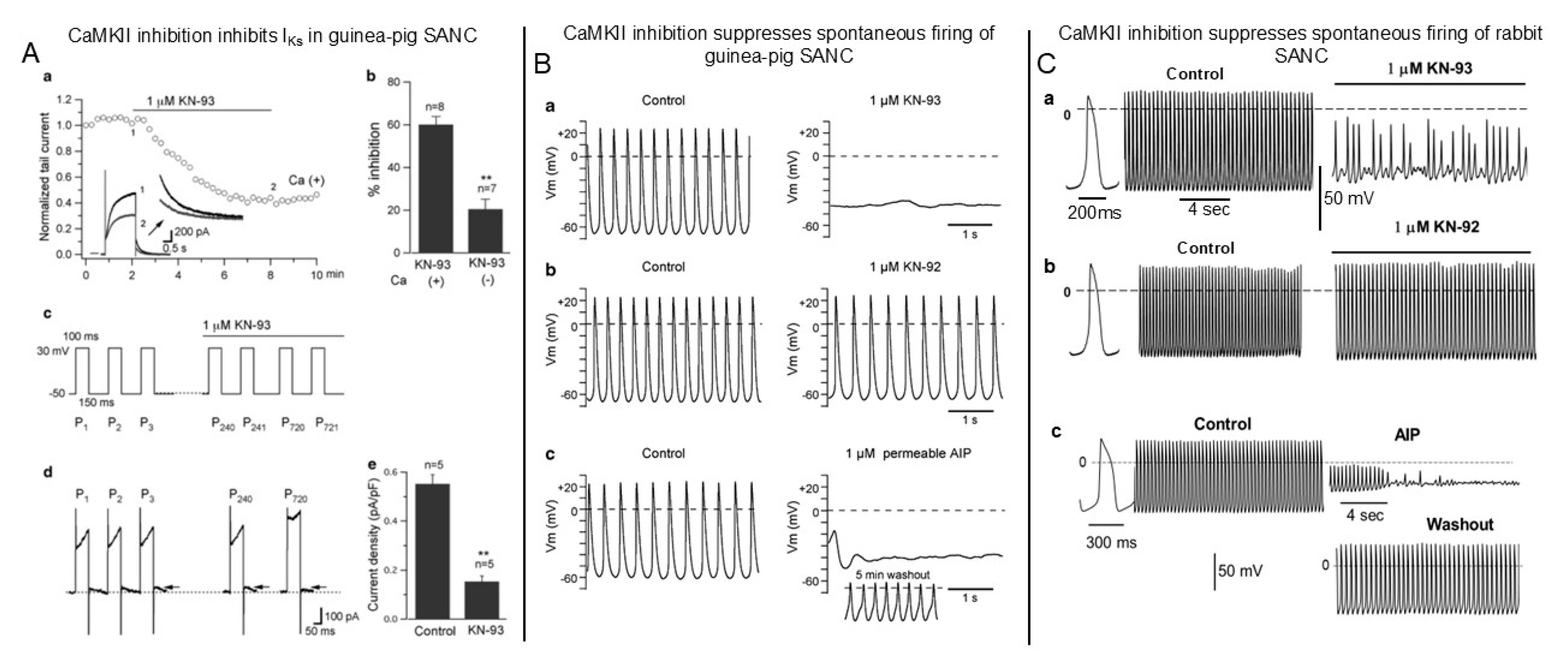 Cells 14 00003 g005 Cells 14 00003 g005