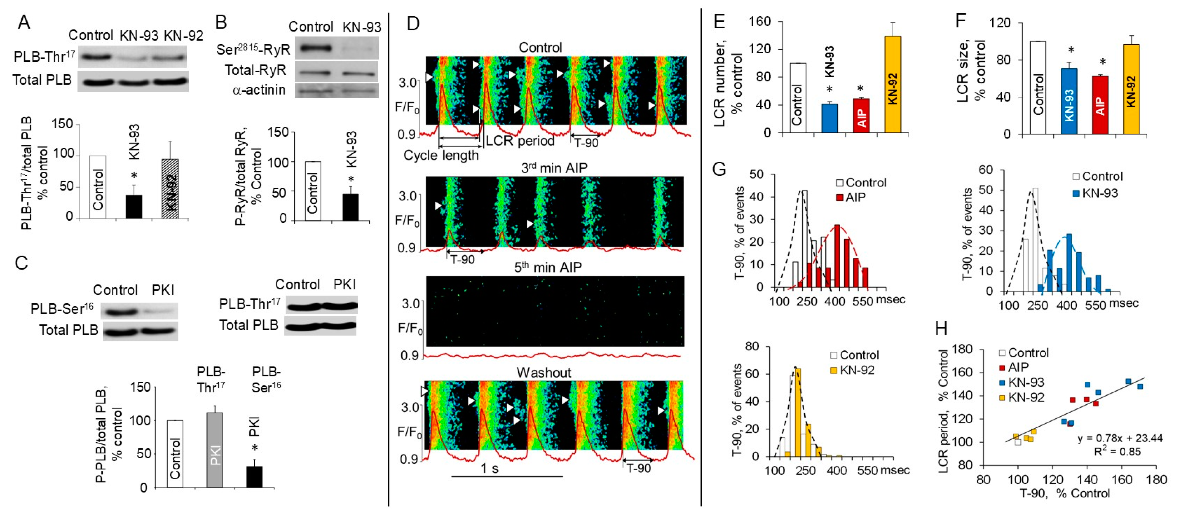 Cells 14 00003 g006 Cells 14 00003 g006