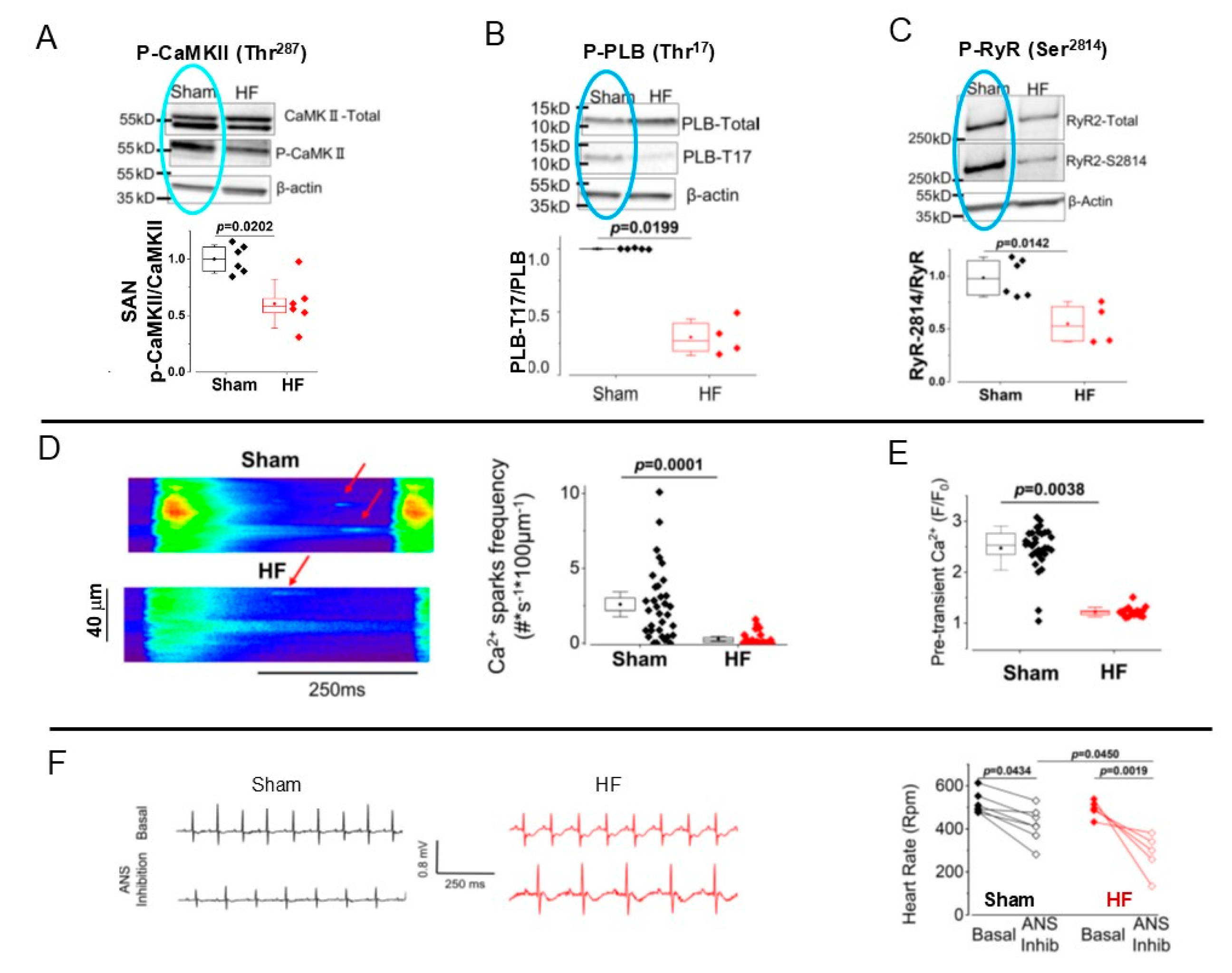 Cells 14 00003 g007 Cells 14 00003 g007