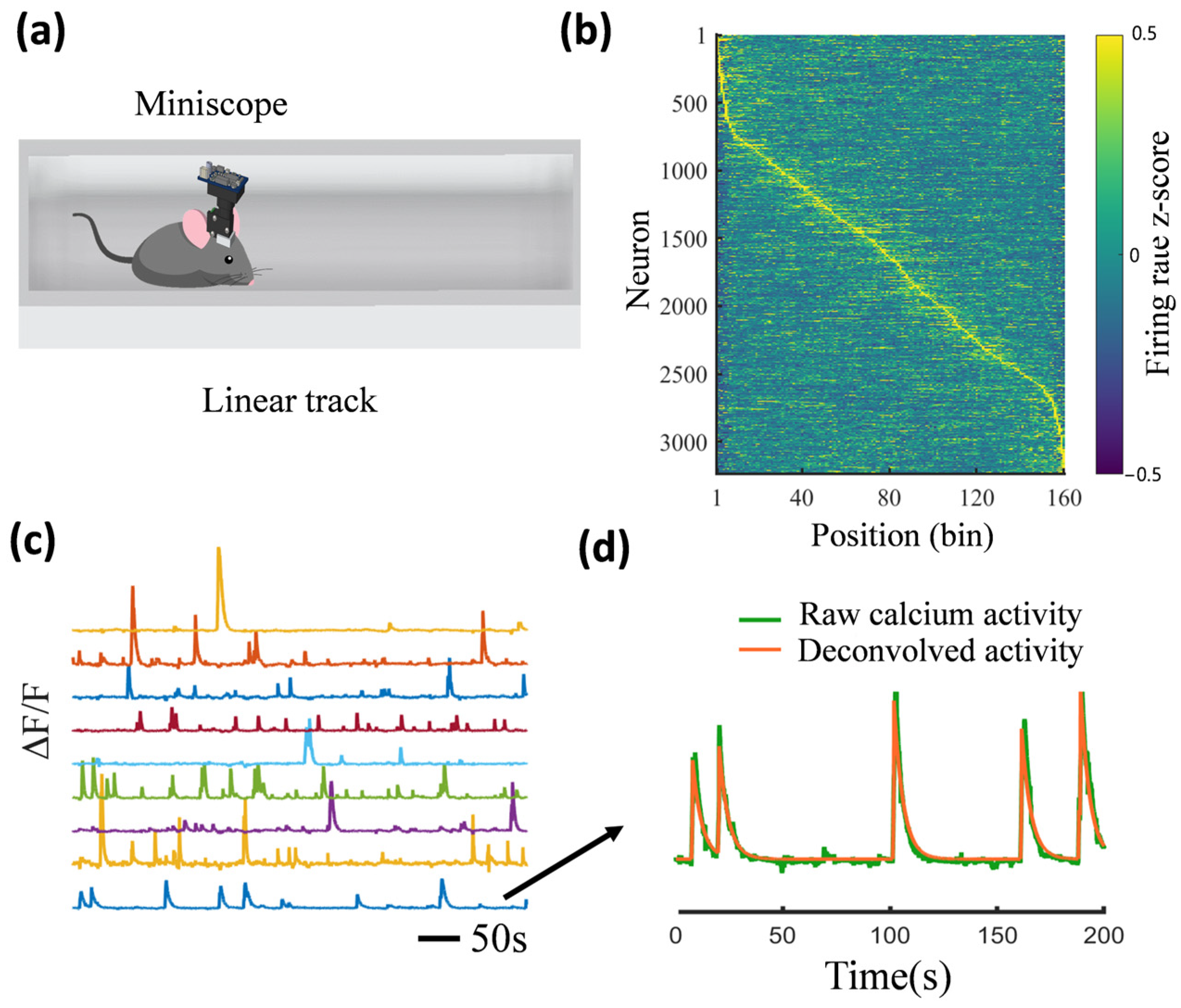 Cells 14 00004 g003 Cells 14 00004 g003