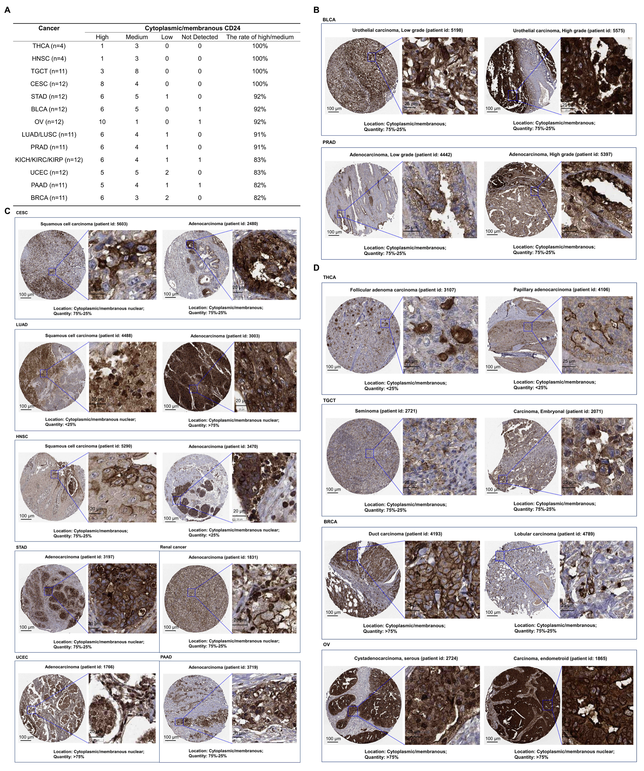 Cells 14 00009 g004 Cells 14 00009 g004